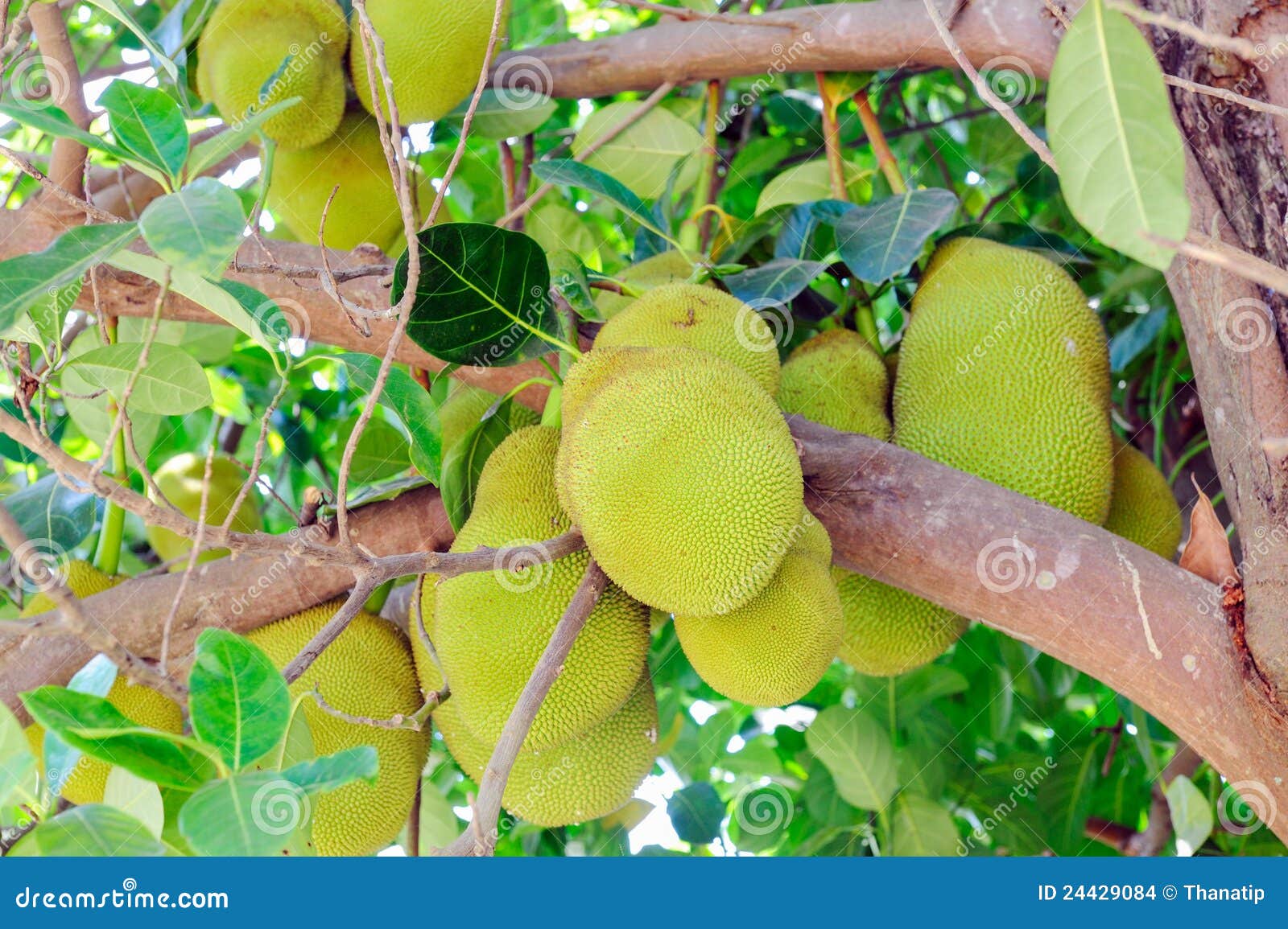 Jack fruits stock photo. Image of color, juicy, food 24429084