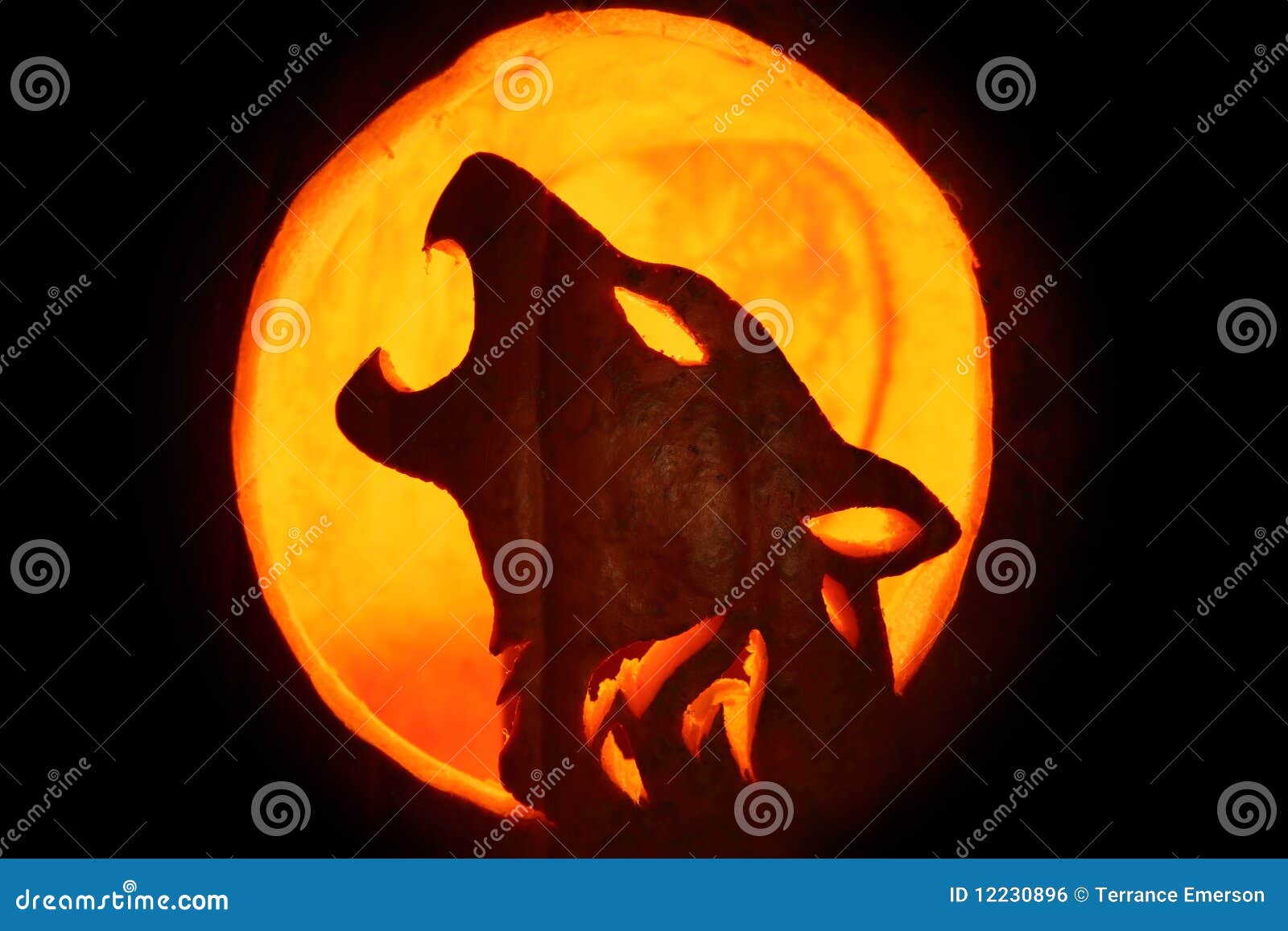 Jack O Lantern stock photo. Image of howling, black, carved - 12230896