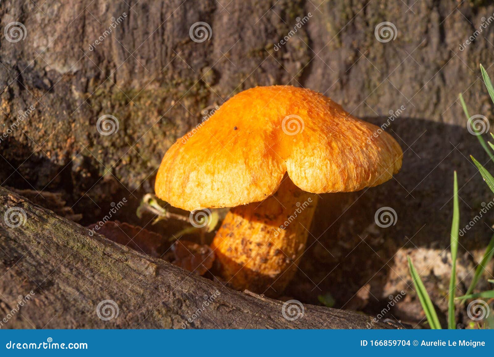 jack o lantern mushroom jack o lantern mushroom