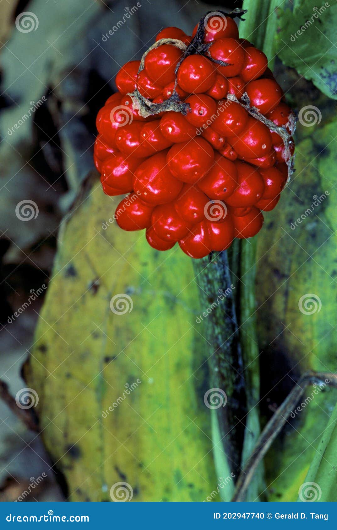 jack-in-the-pulpit fruits   33424