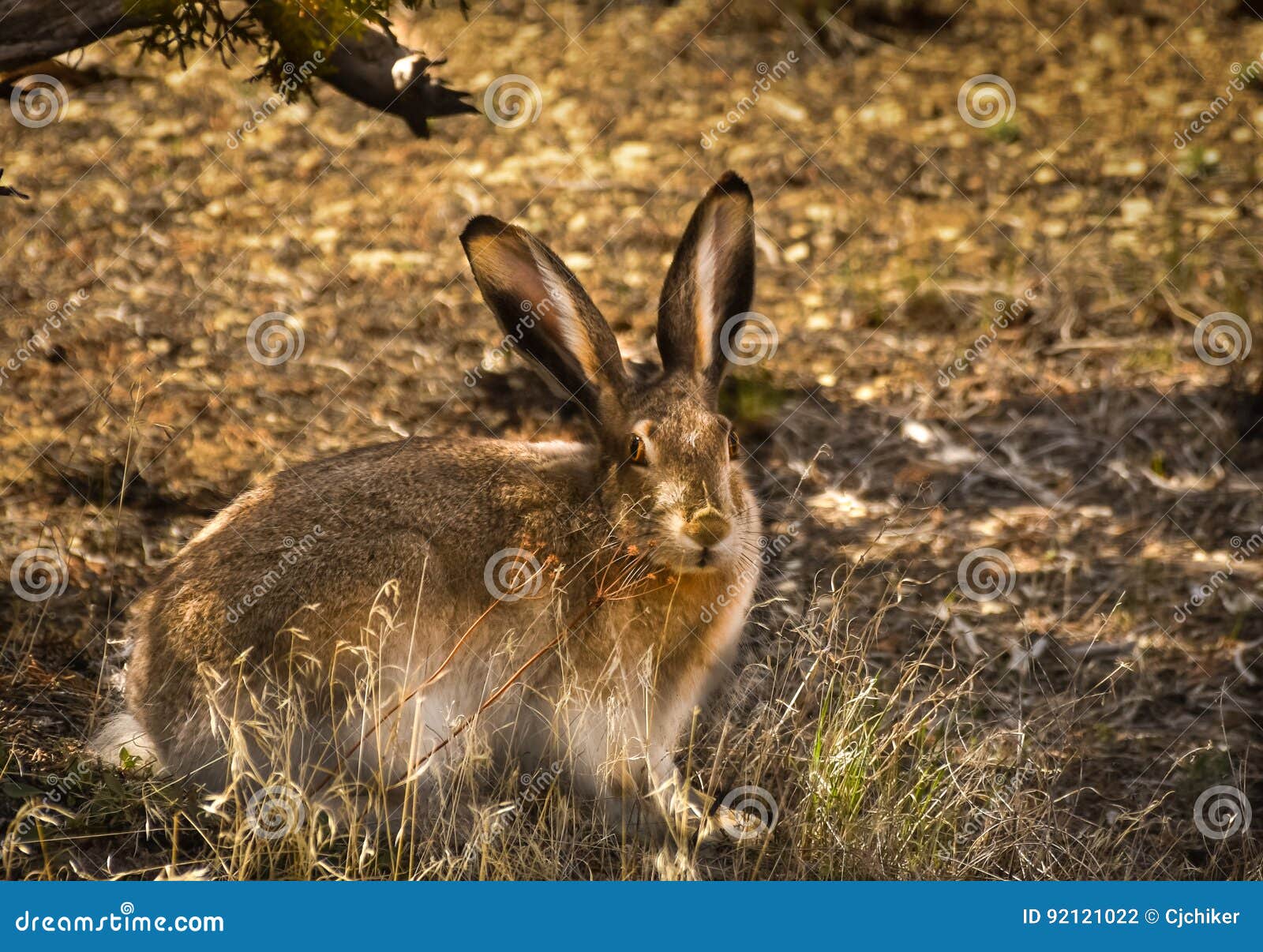 Jack Rabbit stock photo. Image of hare, colorado, background 92121022