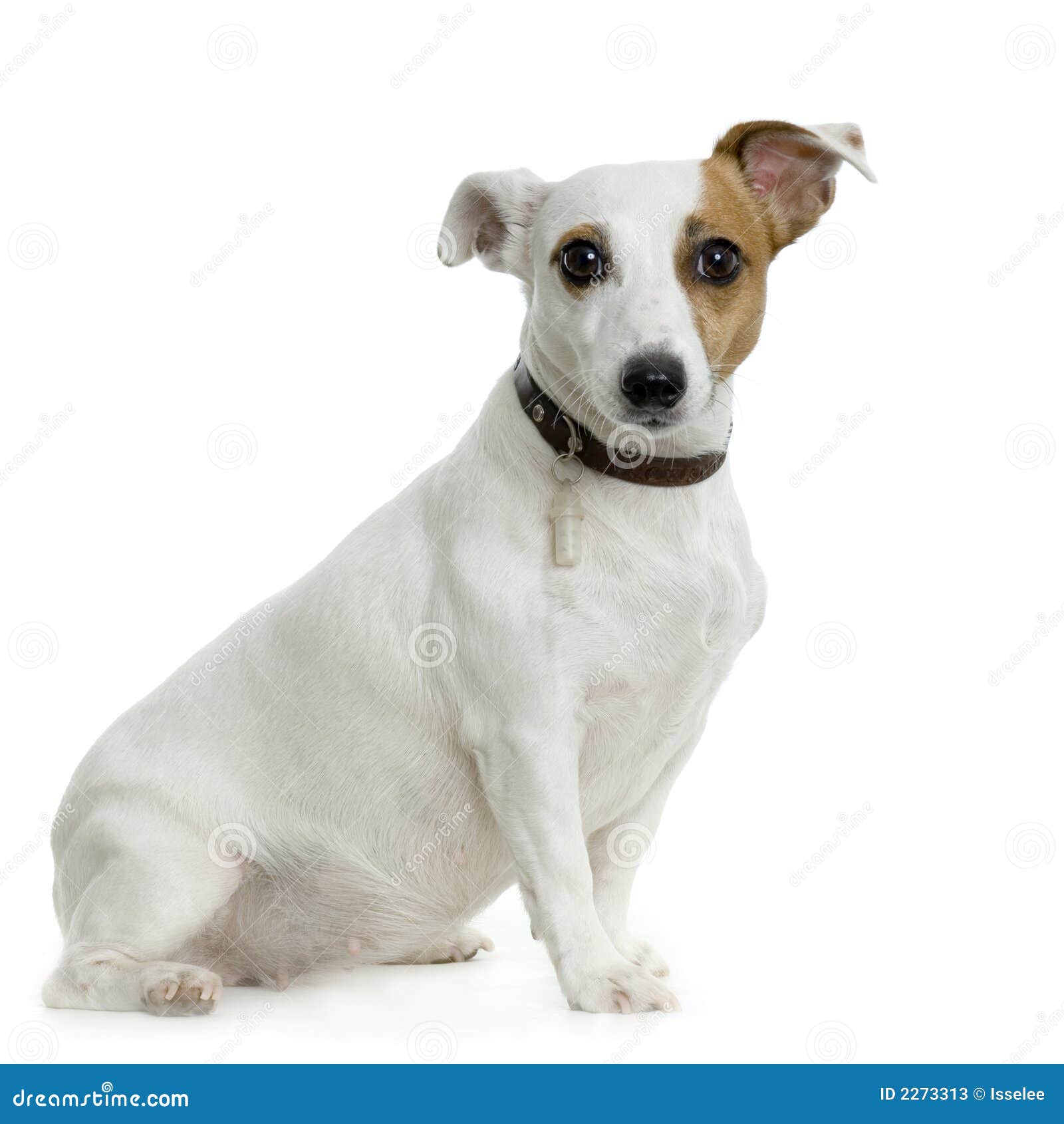 Jack russel stock image. Image of isolated, friend, portrait 2273313