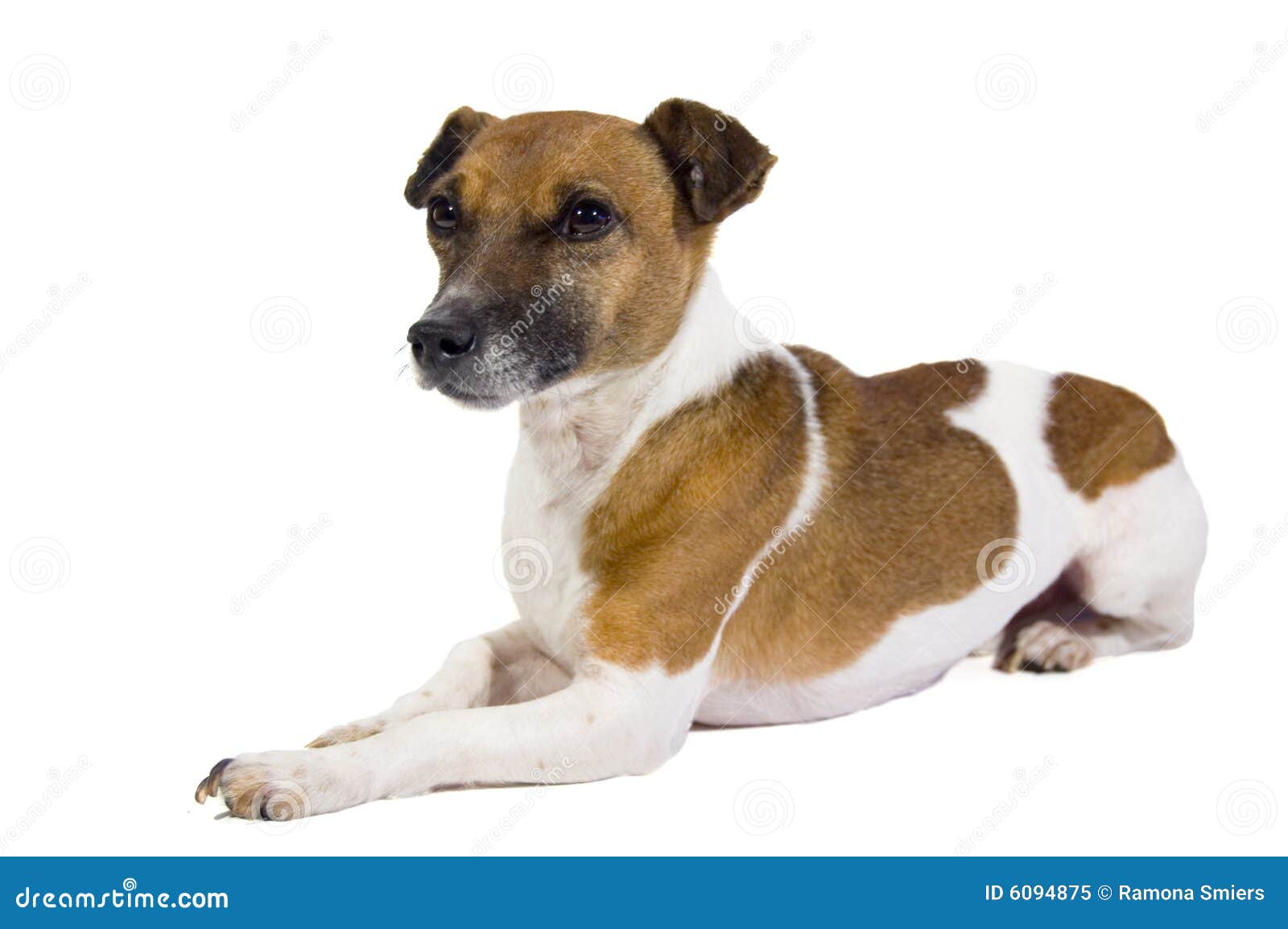 Jack russel stock image. Image of carpet, purebred, listen 6094875