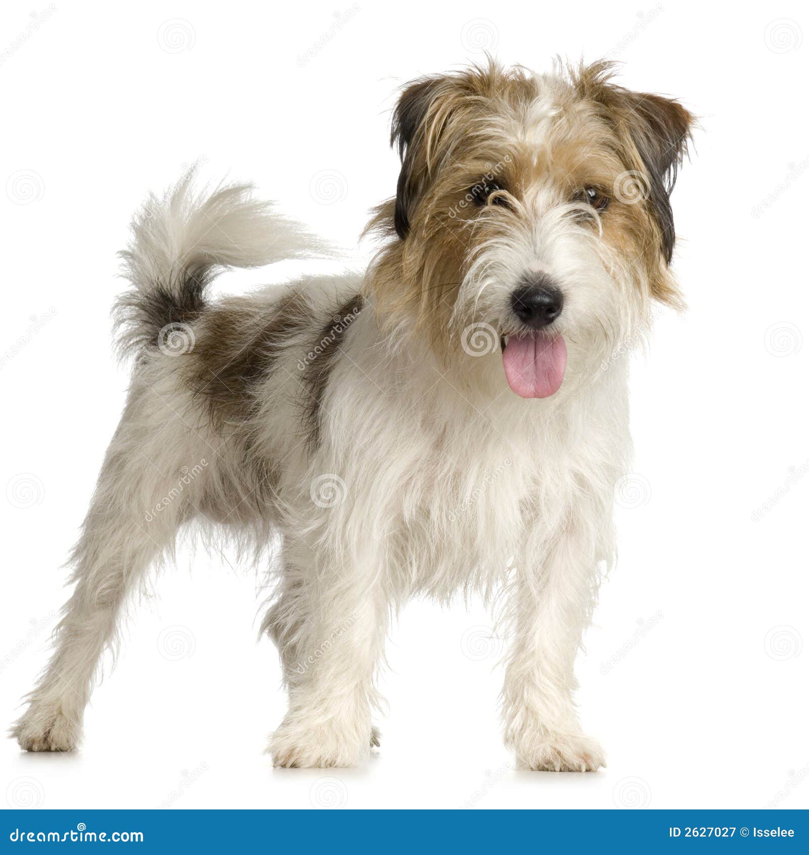 Jack Russel Aux Cheveux Longs Image stock Image du mignon, pedigree 2627027