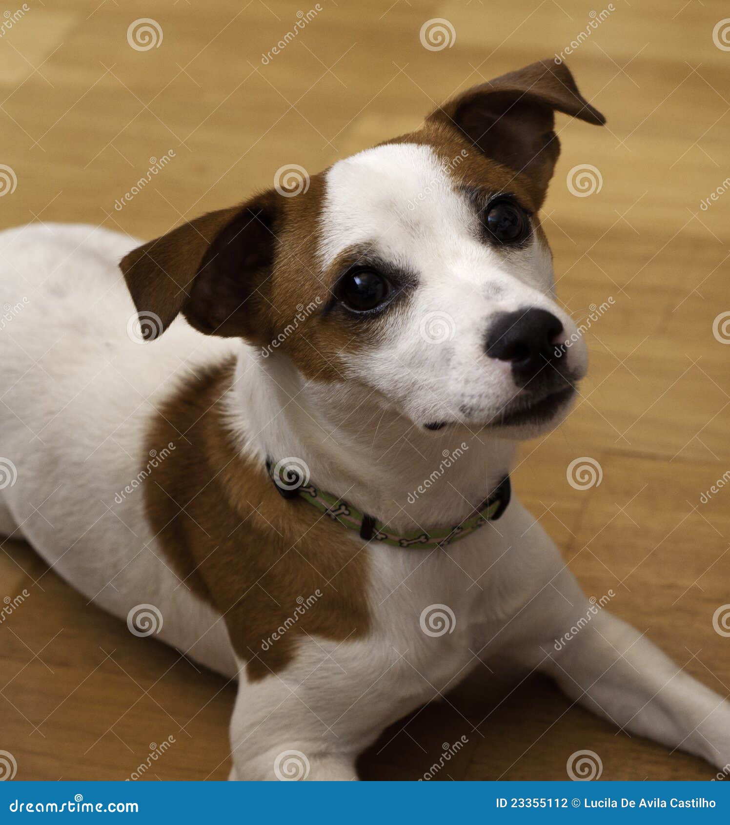 Jack Russel Dog stock photo. Image of alertness, russel 23355112