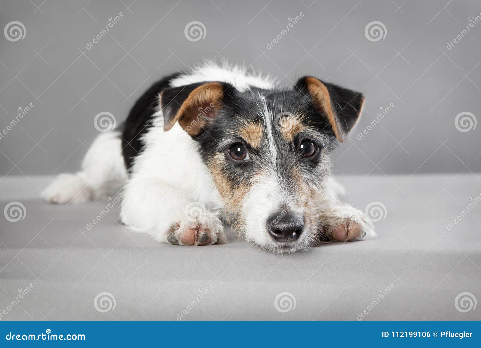 jack russell mix breeds