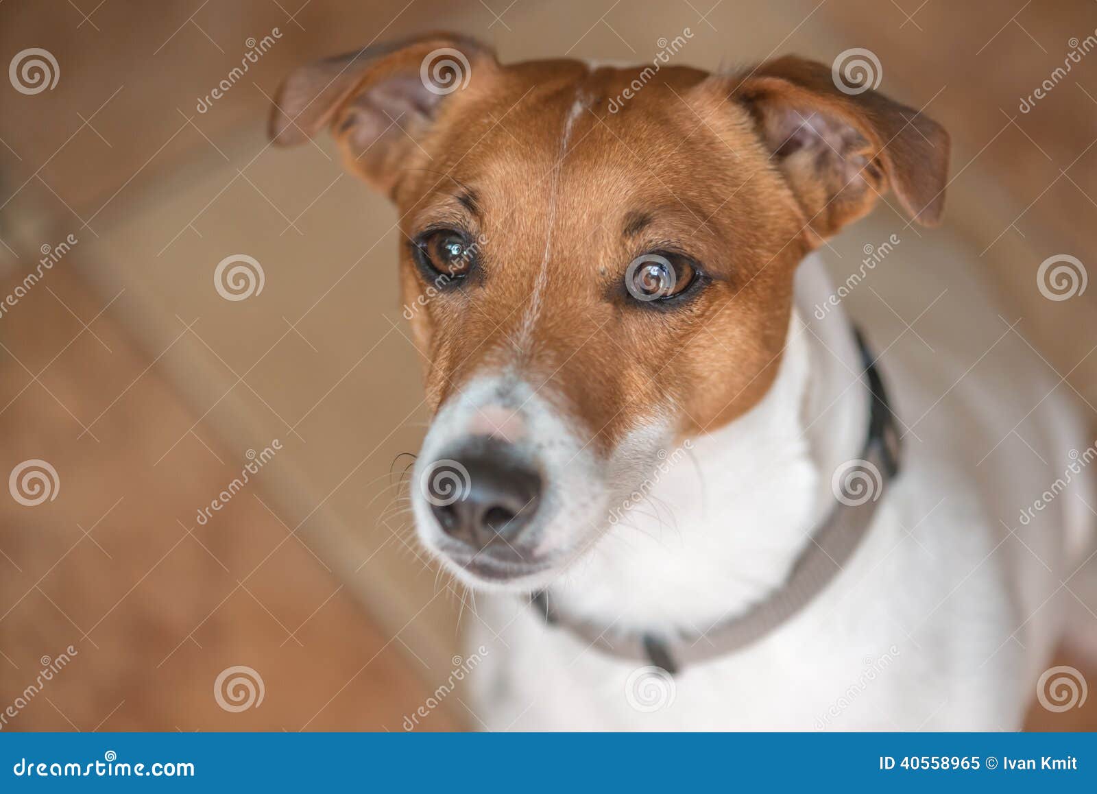 Jack stock image. Image of canine, interested, pets, jack 40558965