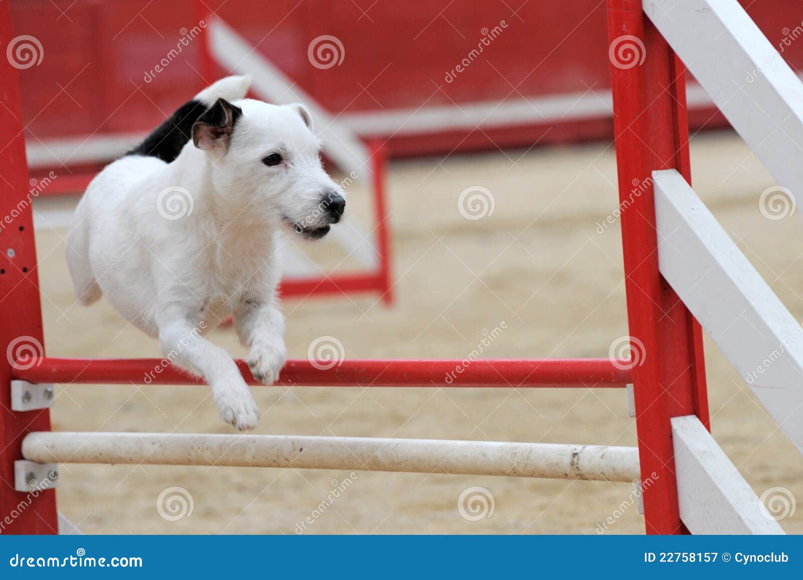 Jack Russel Terrier in Agility Stock Image Image of jumping, movement
