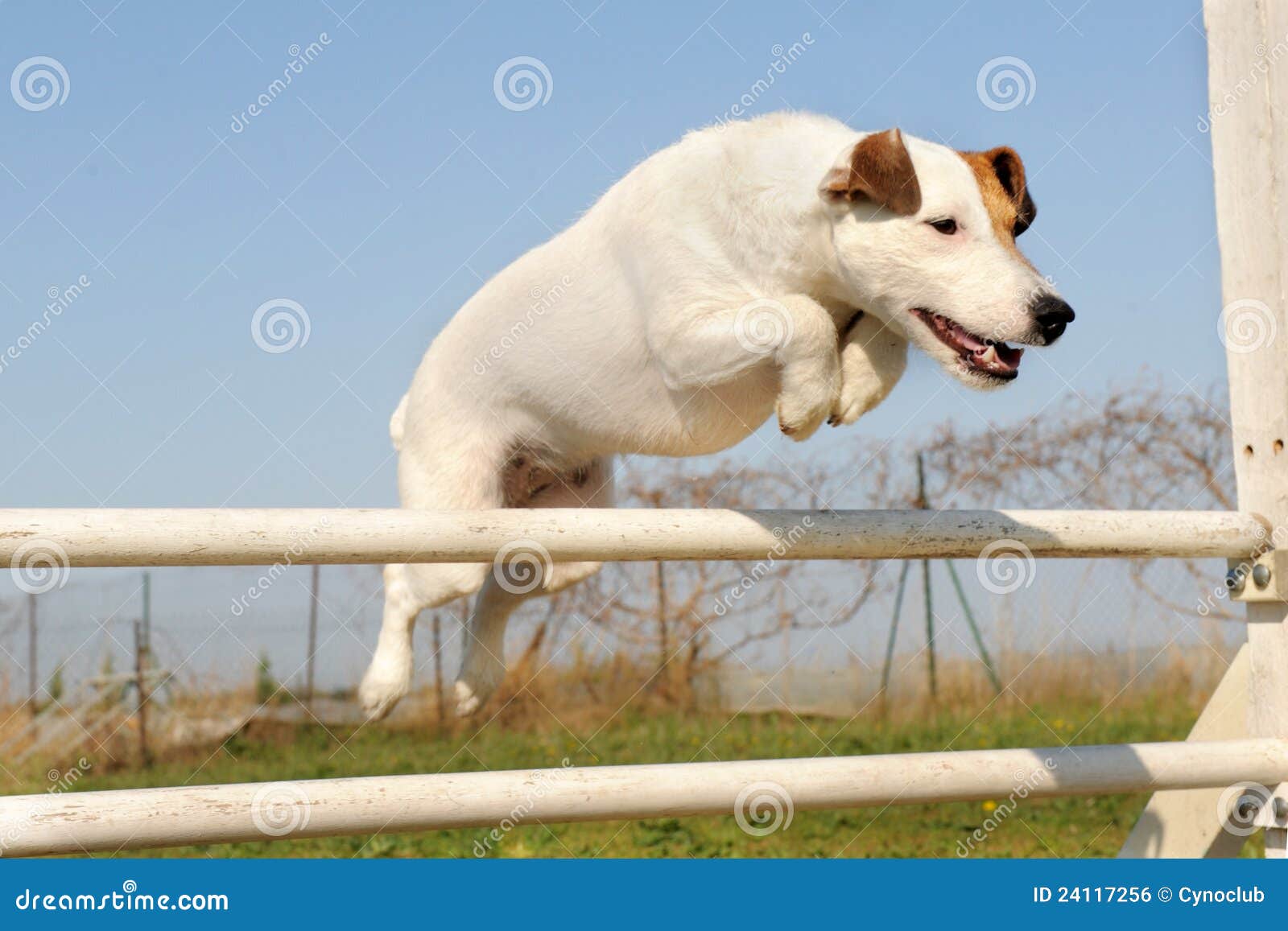 Jack Russel Terrier in Agility Stock Photo Image of purebred, jump