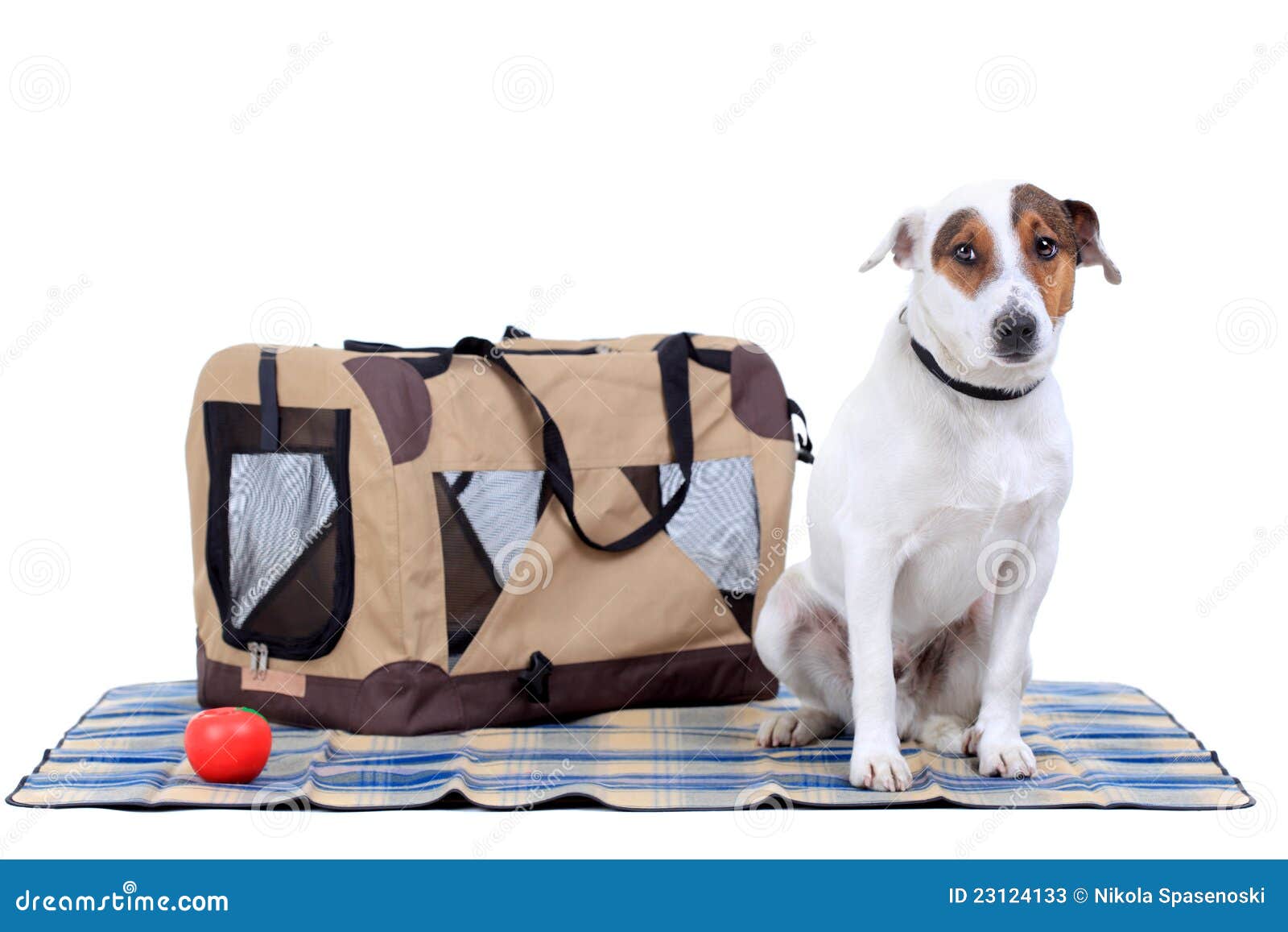Jack Russel Terrier With A Carrying Bag Stock Image Image of looking, carrier 23124133