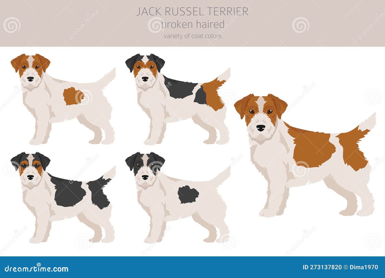 Jack Russel Terrier in Different Poses and Coat Colors. Smooth Coat and