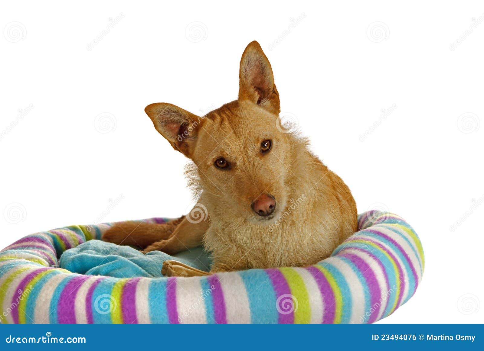 Jack Russel Terrier in a Dog Bed Stock Photo Image of cute, animal