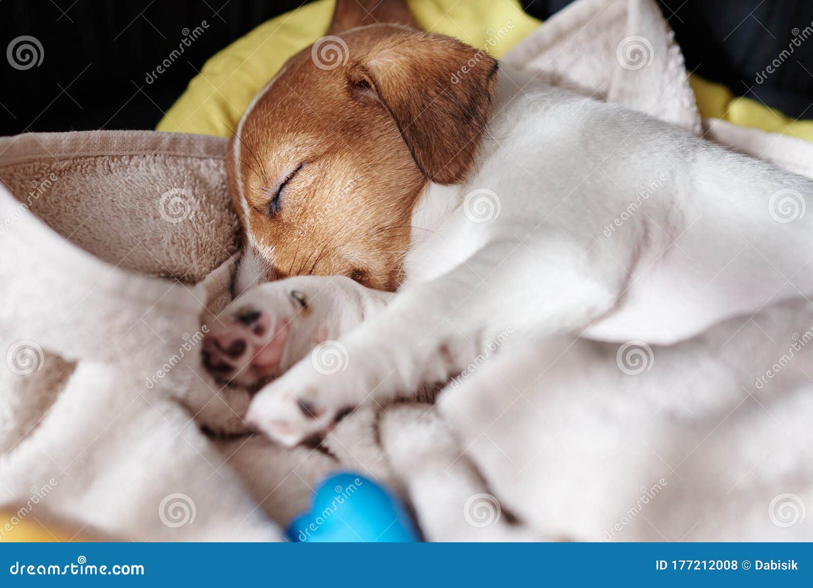 Jack Russel Terrier Dog Sleep in the Bed Stock Photo Image of terrier