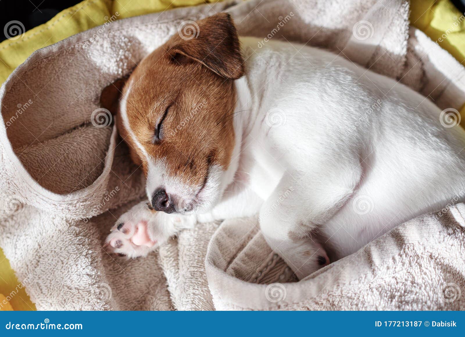 Jack Russel Terrier Dog Sleep in the Bed Stock Image Image of