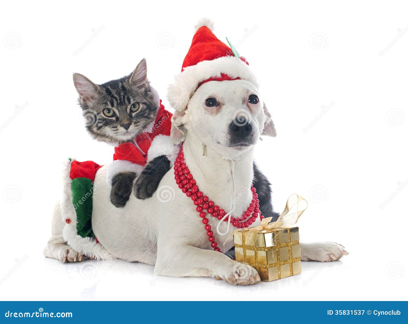 Jack Russel Terrier and Kitten Stock Image Image of russel, animal