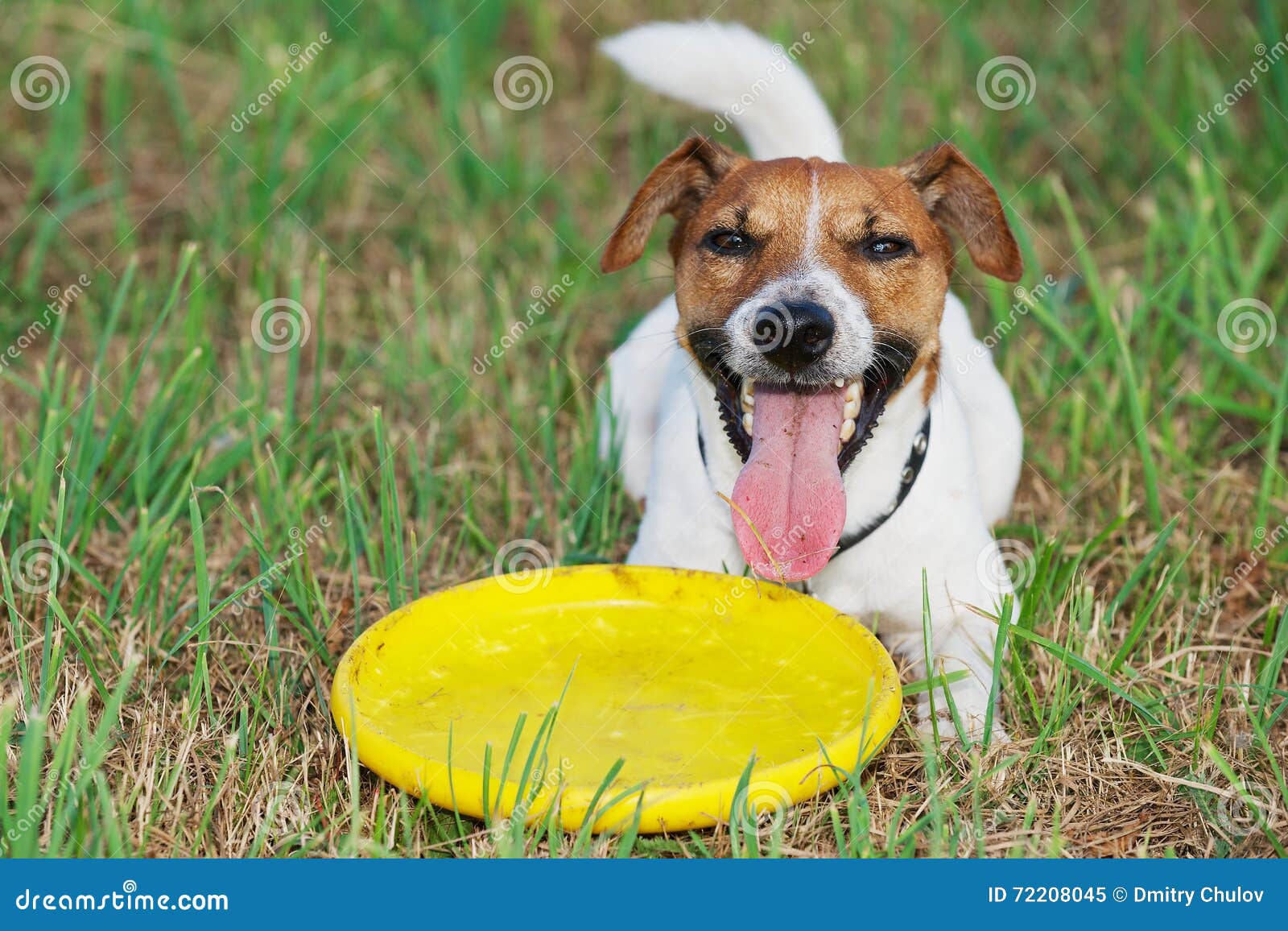 Jack Russel Terrier Lays on the Grass with Yellow Plastic Disk. Stock