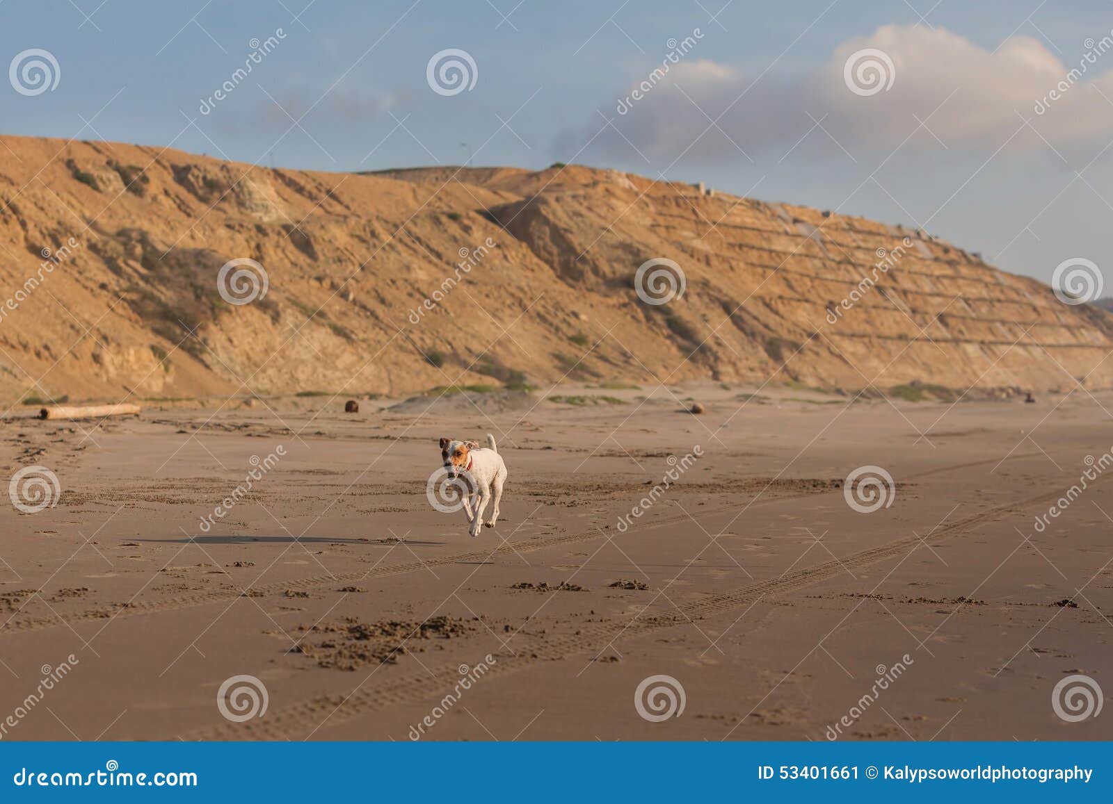 Jack Russell Terrier Running with Speed Stock Image Image of small