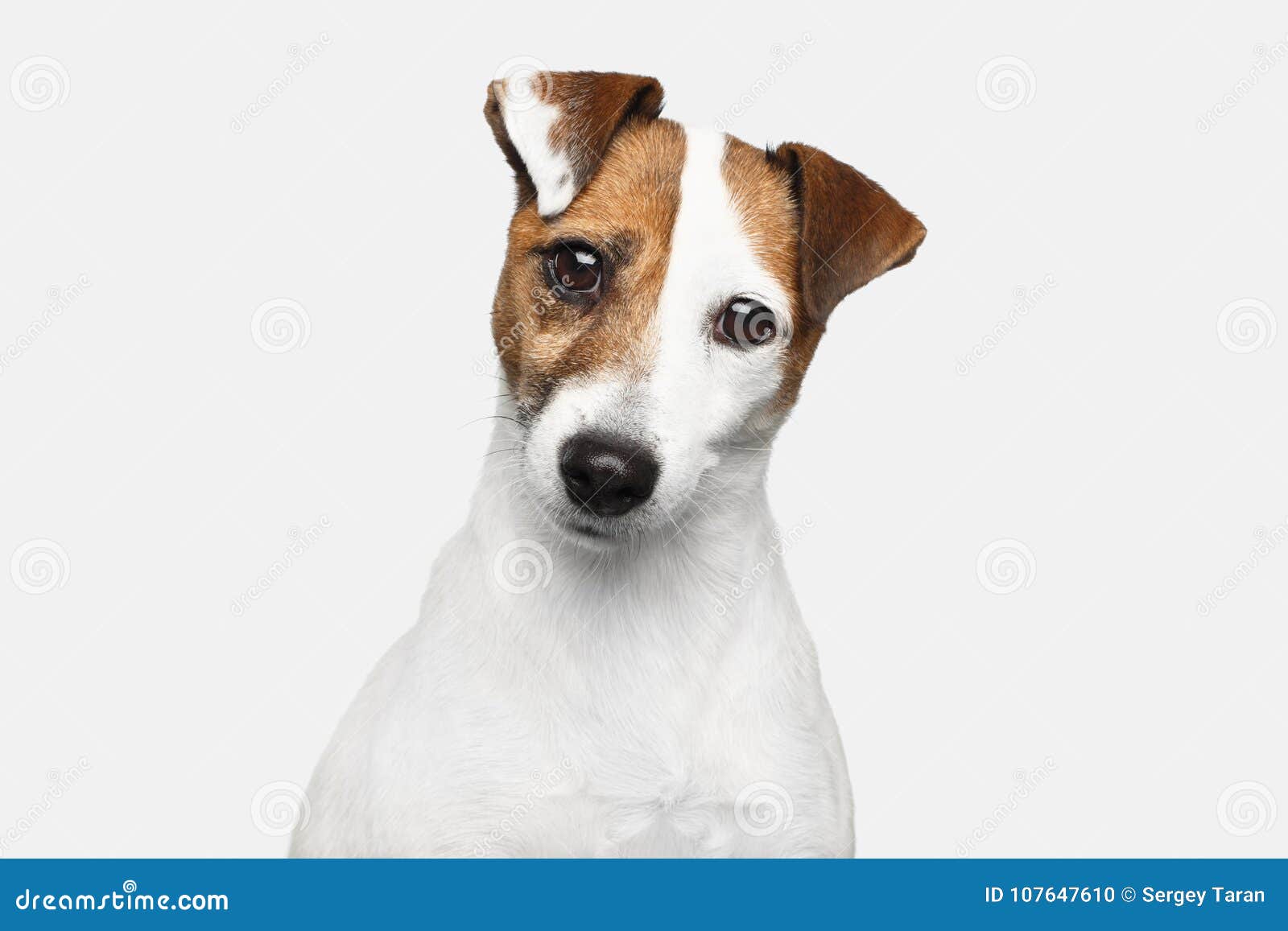 Jack Russel Terrier Sur Le Fond D Isolement Photo Stock Image Du Isolement Terrier 107647610