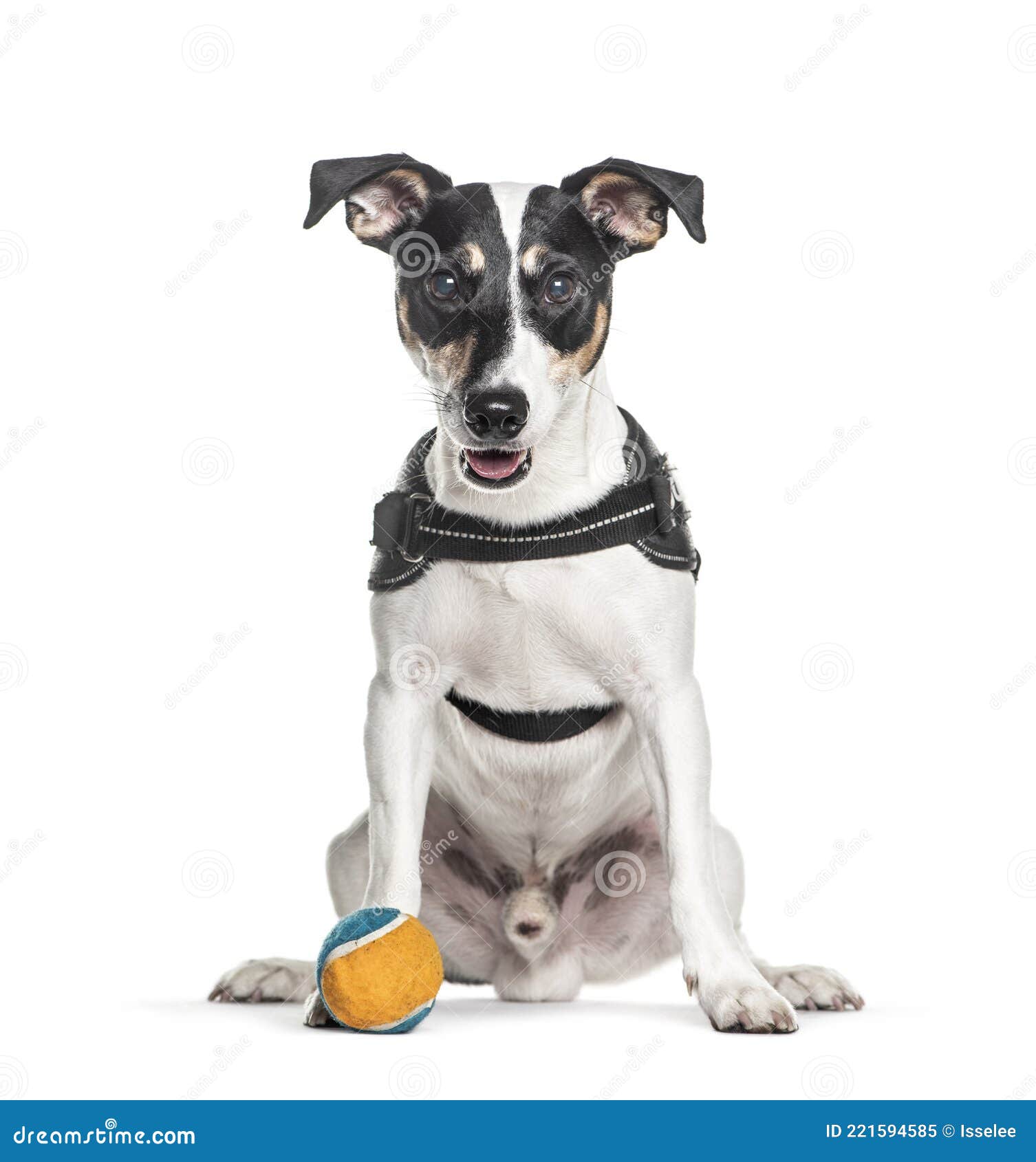 Jack Russel Terrier Wearing An Harness RoyaltyFree Stock Photography 221594585