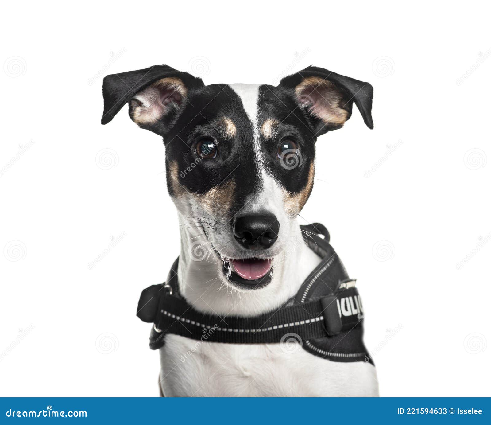 Jack Russel Terrier Wearing an Harness Stock Image Image of people