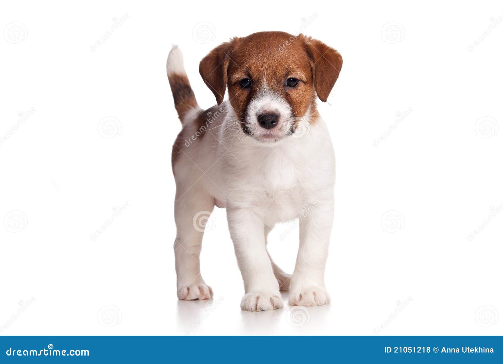 Jack Russell photo stock. Image du domestique, blanc 21051218