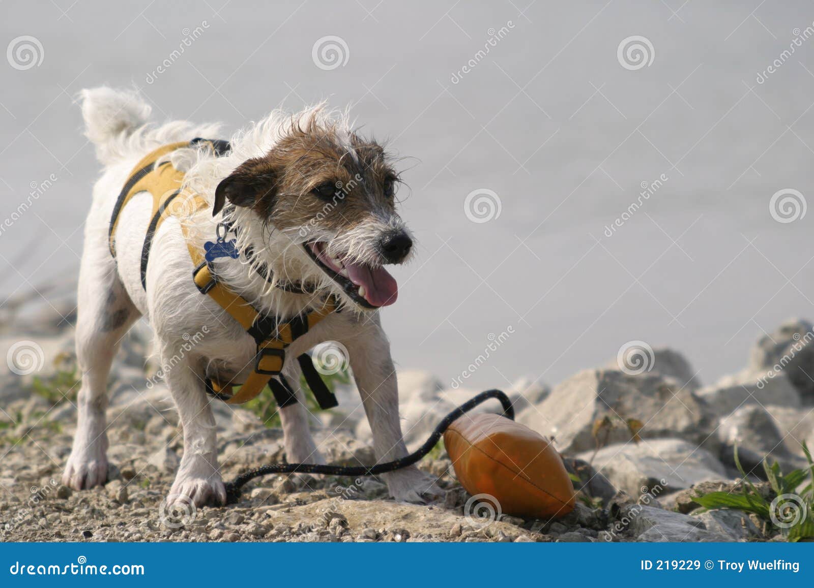 Jack russell stock image. Image of puppy, fetch, animal 219229