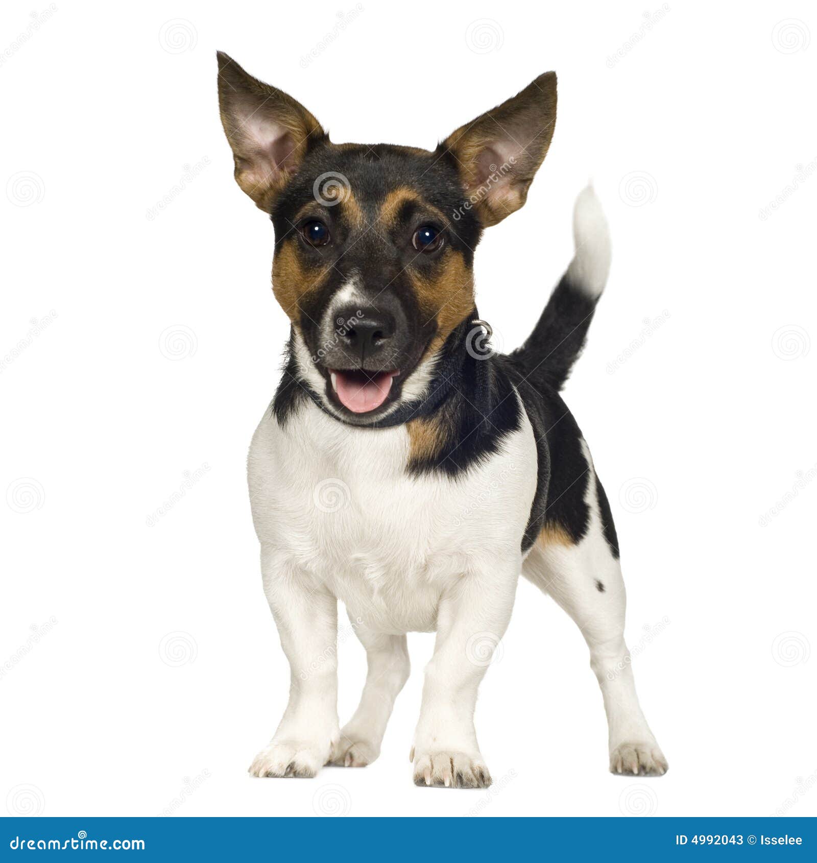 Jack Russell 6 Mesi Immagine Stock Immagine Di Freddo 4992043