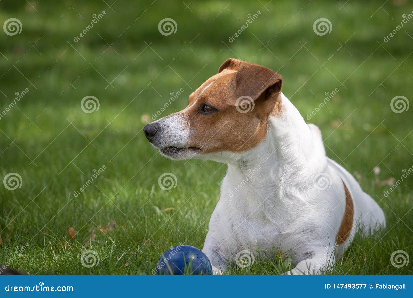 Jack Russell stock image. Image of playing, russell 147493577