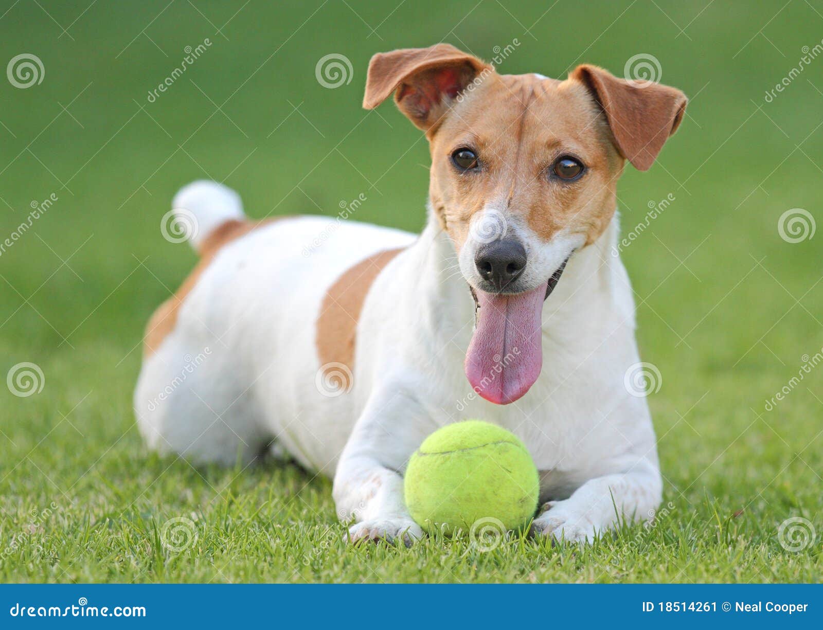 jack russell dog with ball