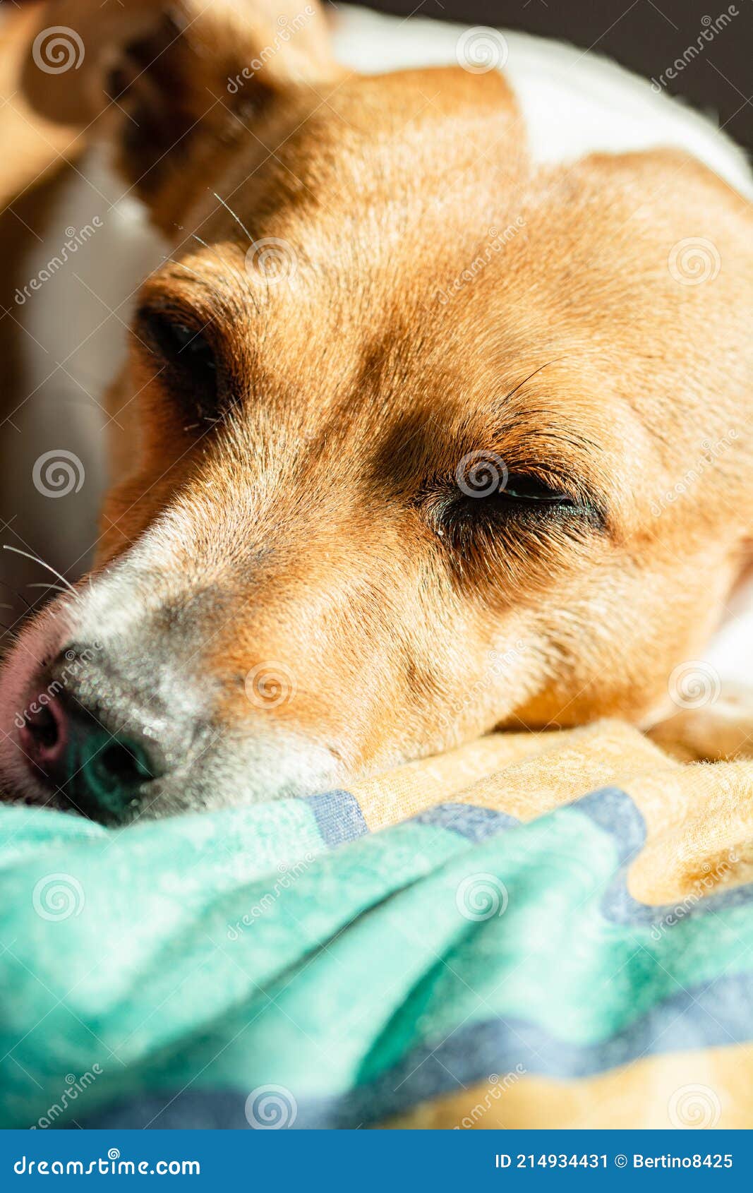Dog sleeping in the sun stock image. Image of caucasian 214934431