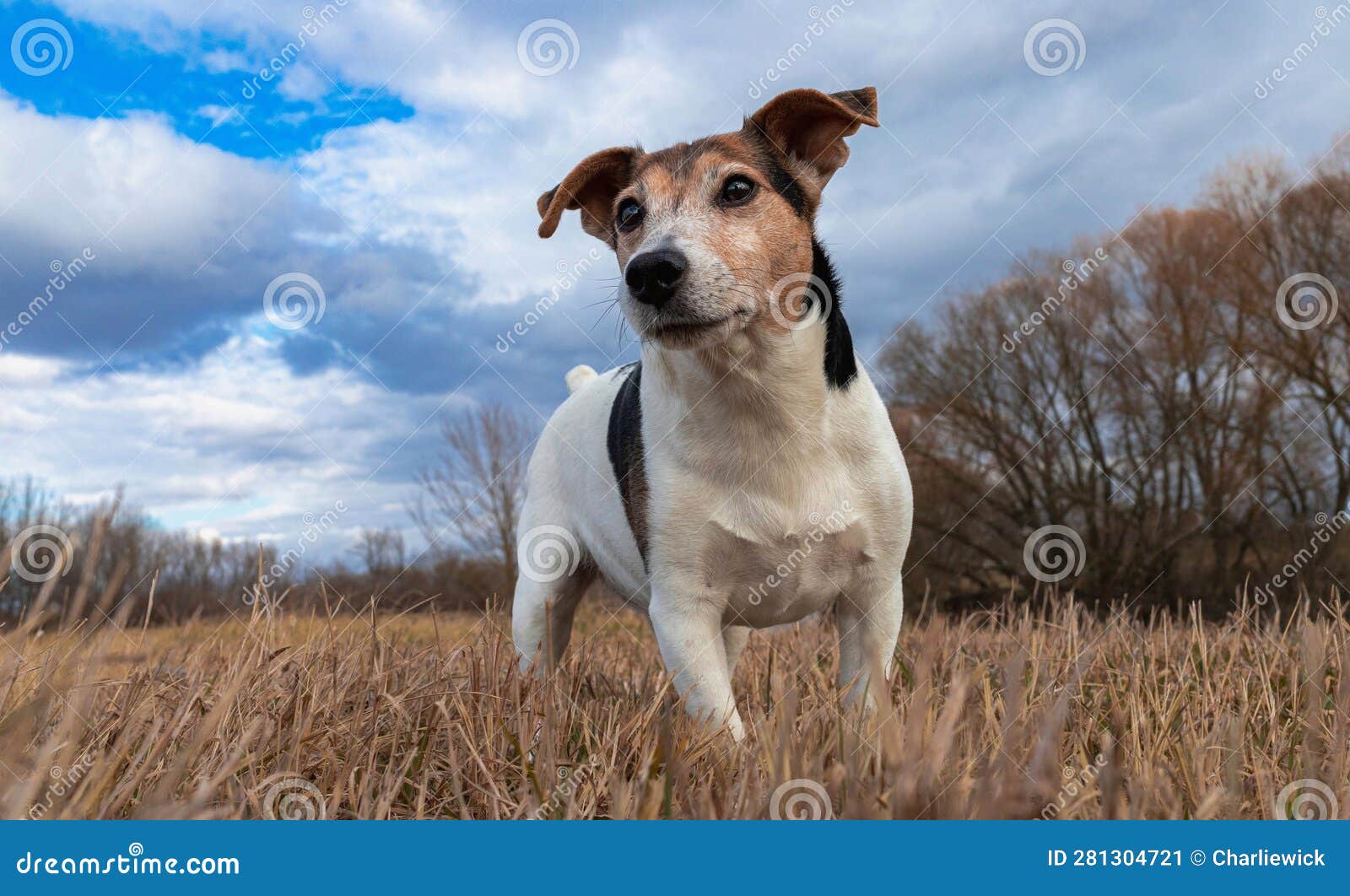 Jack russell best sale nature