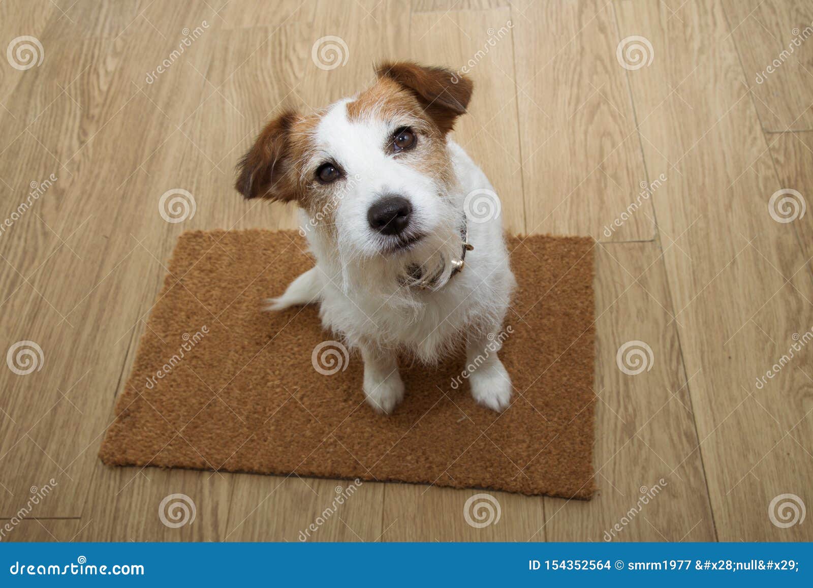 Jack Russell Dog Sitting Over A Doormat Asking For A Treat