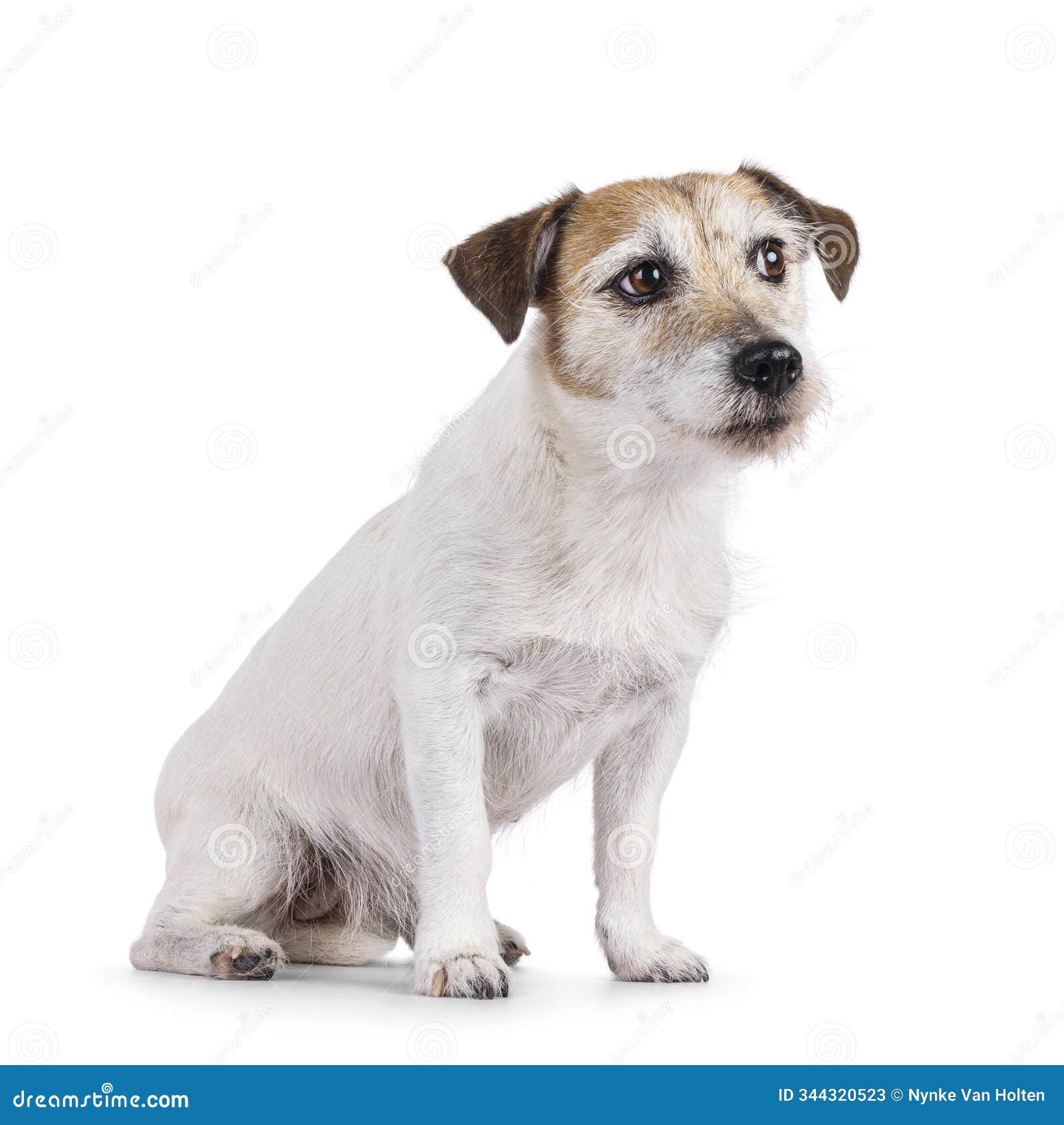 jack russell dog on white background