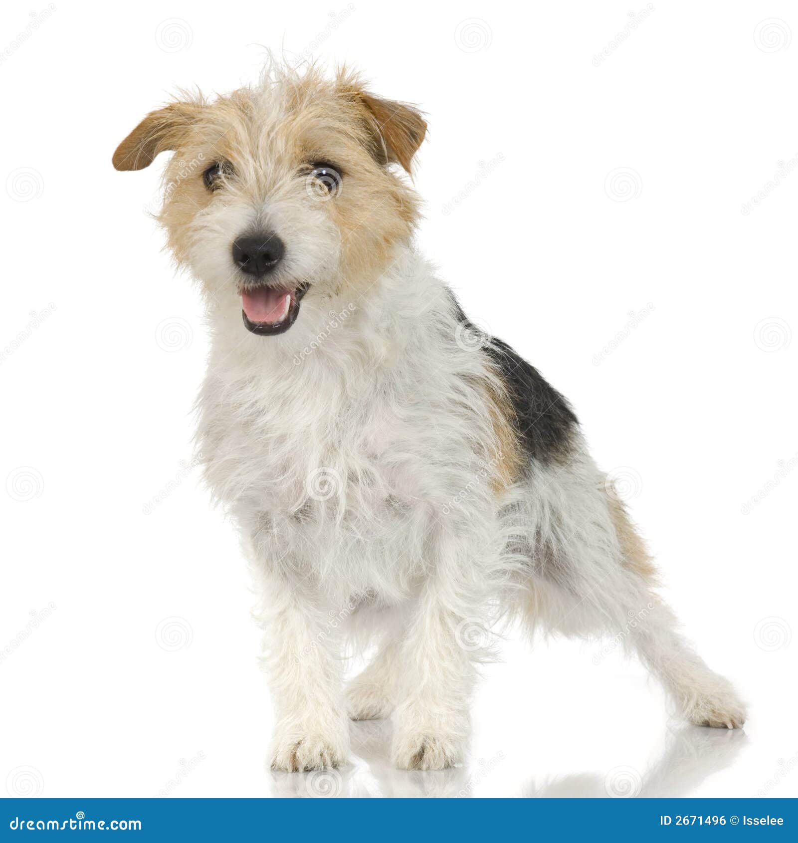 jack russell long haired