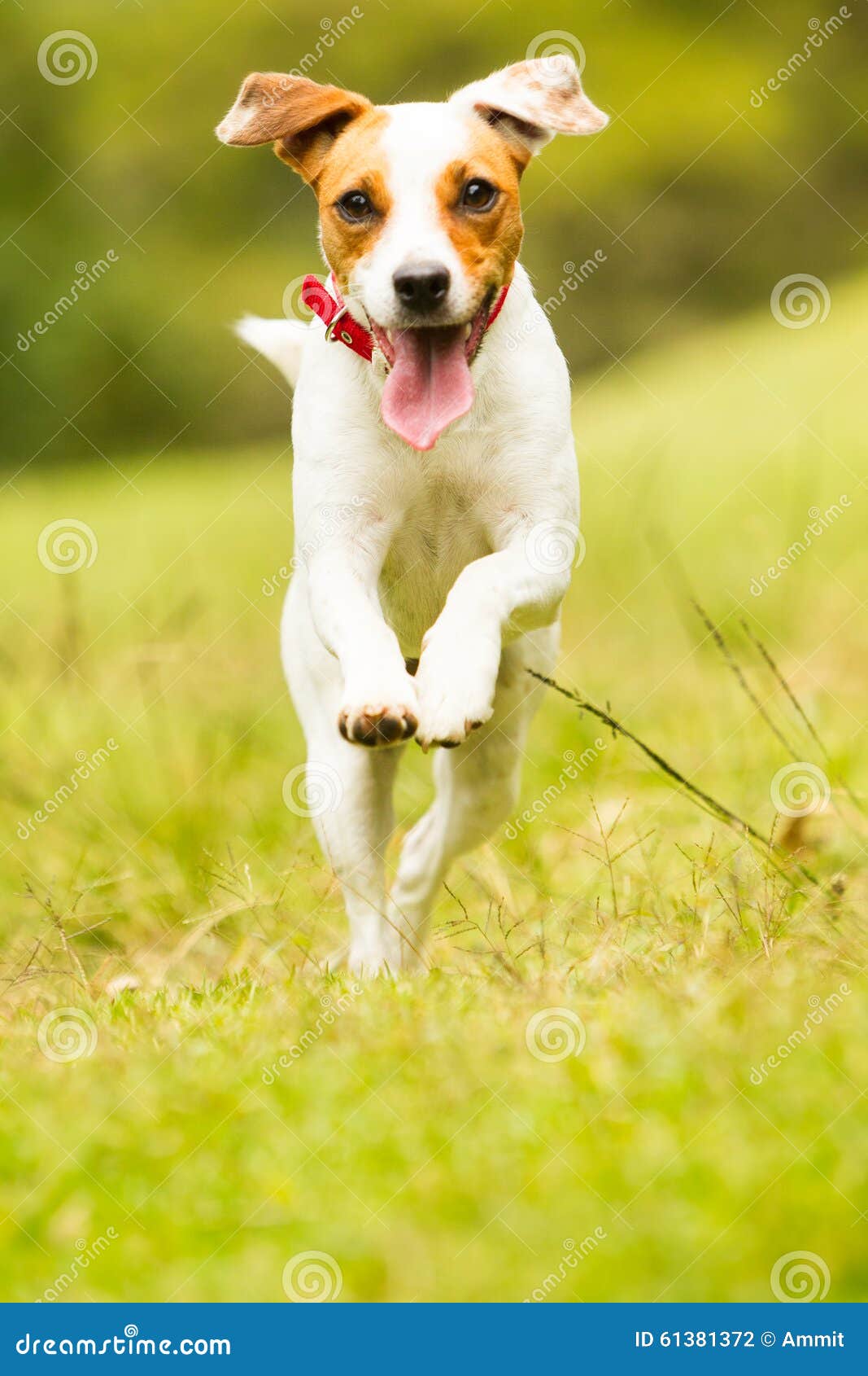 Jack Russell Parson Terrier Dog Foto de archivo - Imagen de vuelo,  doméstico: 61381372, image size:1067x1690