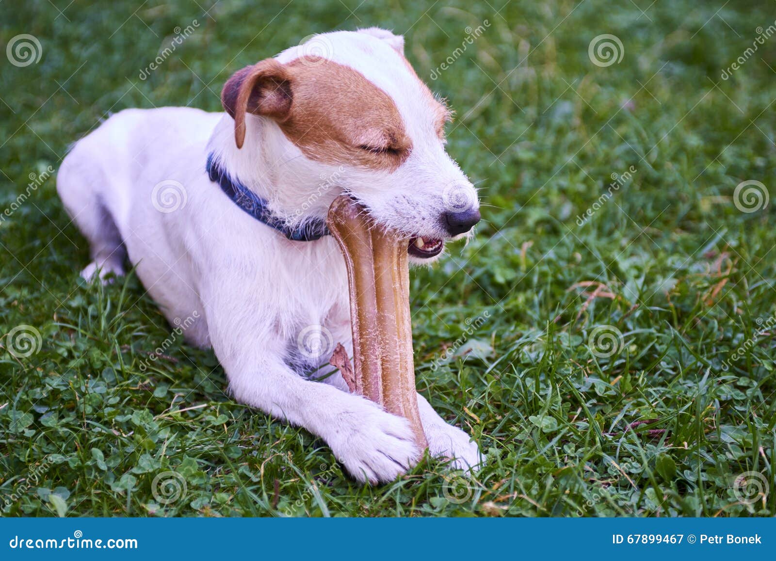 Jack Russell Parson Terrier Dog Chewing Bone Stock Image Image of
