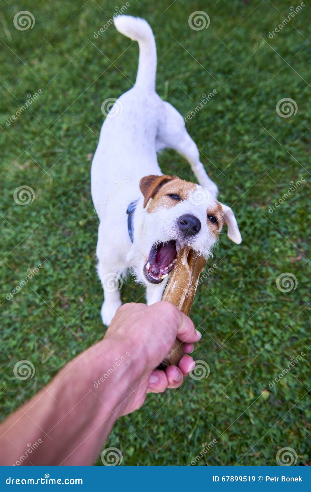 Jack Russell Parson Terrier Dog Chewing Bone Stock Image Image of
