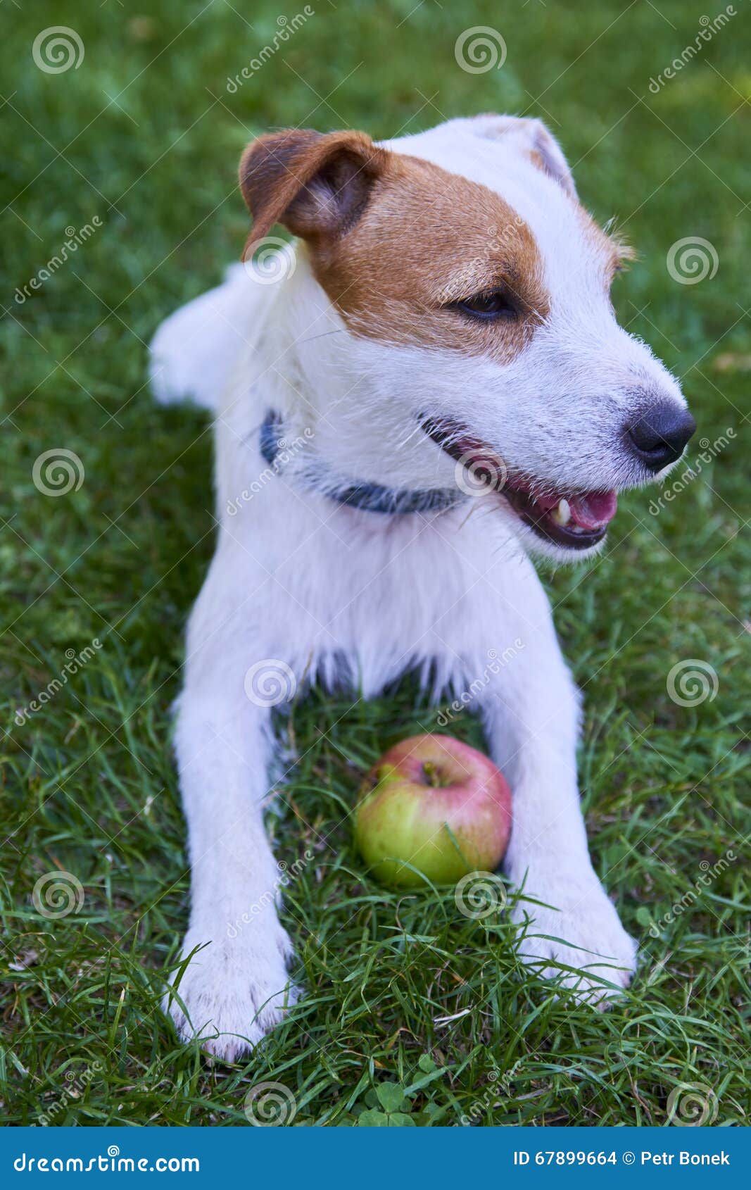 Jack Russell Parson Terrier Playing with Apple Toy Stock Photo Image