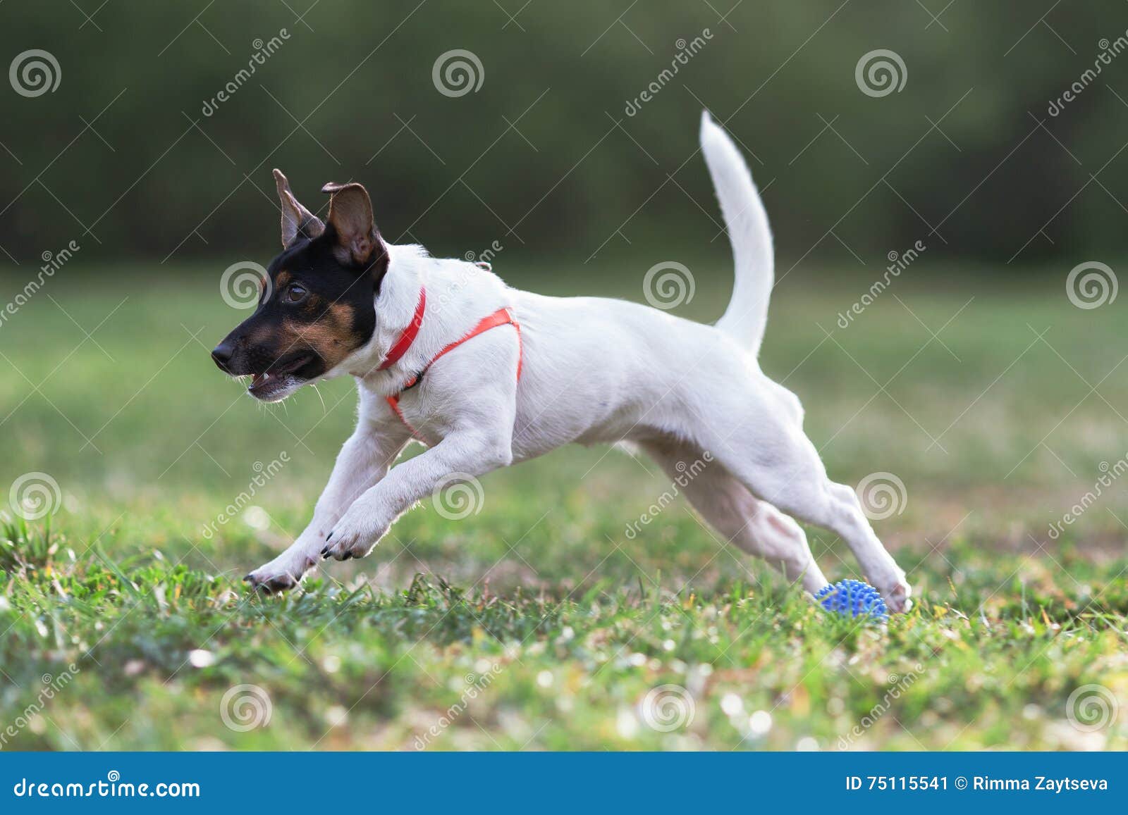 JACK RUSSELL PARSON TERRIER RUNNING in Park Stock Image Image of