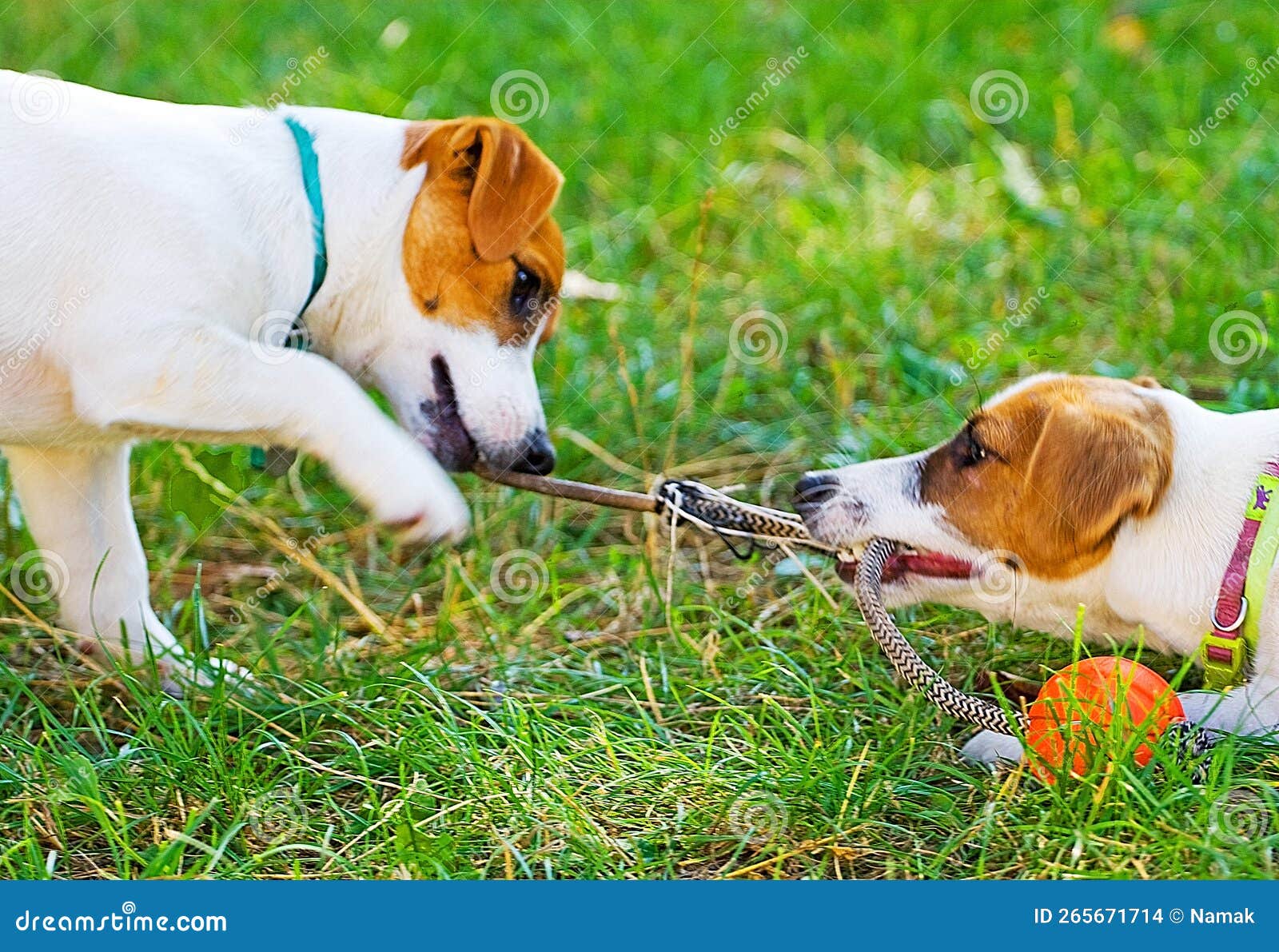 Jack Russell Playing in an Orange Ball Stock Photo Image of mask, russell 265671714