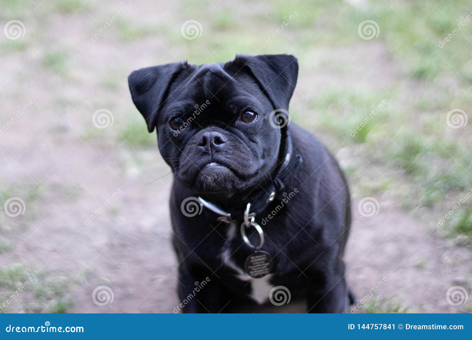 pug jack russell mix puppies