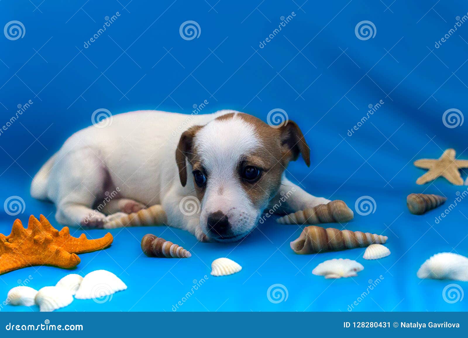 Jack Russell Puppies On Blue Background Stock Image Image Of