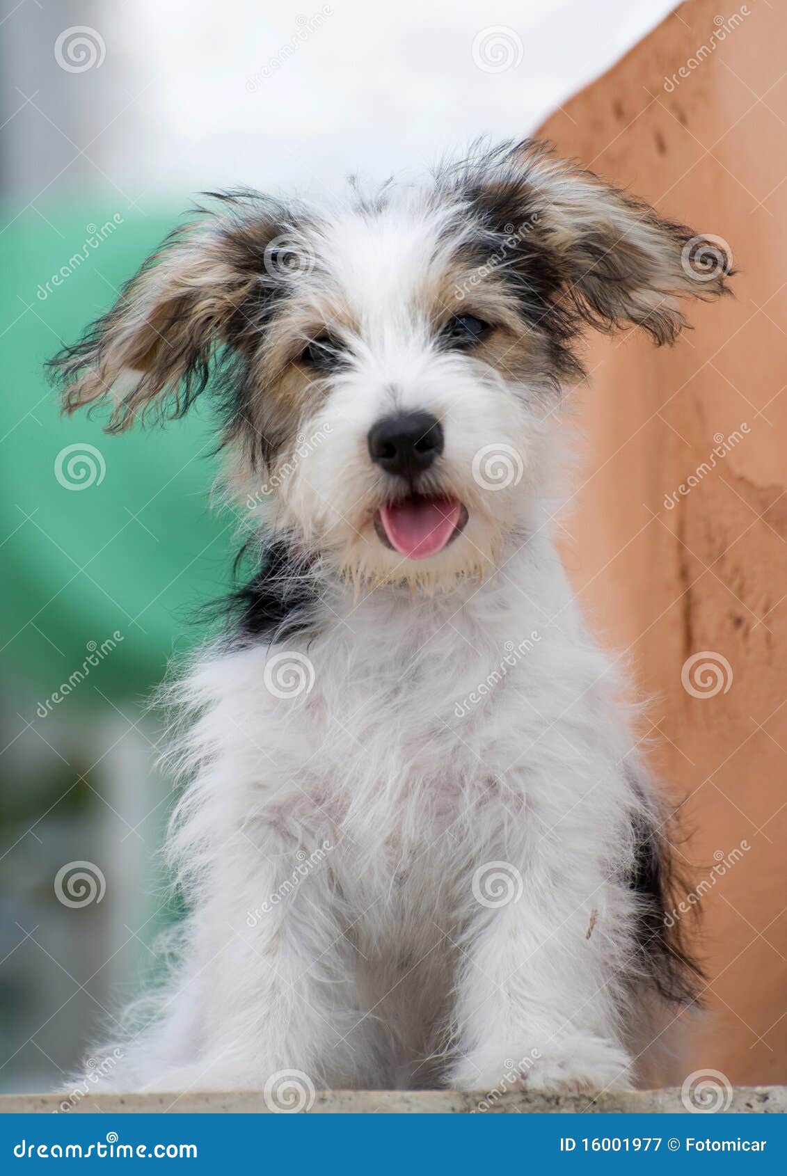 Jack Russell Puppy stock image. Image of friend, week -