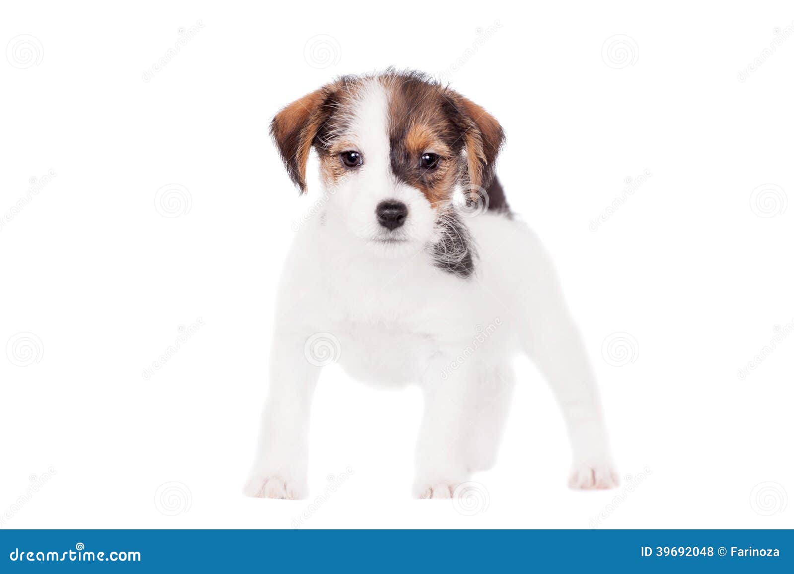 jack russell puppy (1,5 month old) on white