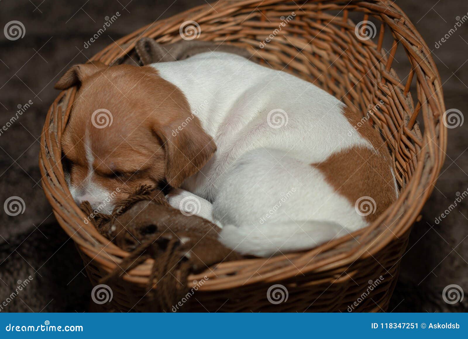 Jack Russell Puppy Sleeping In A Wicker Basket Stock Image