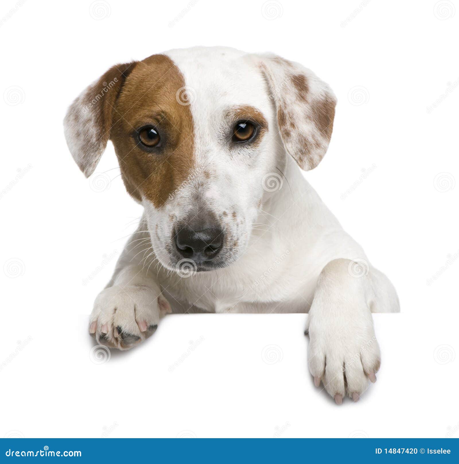 Jack Russell Terrier, 1 Year Old Stock Photo Image of cute, canine 14847420