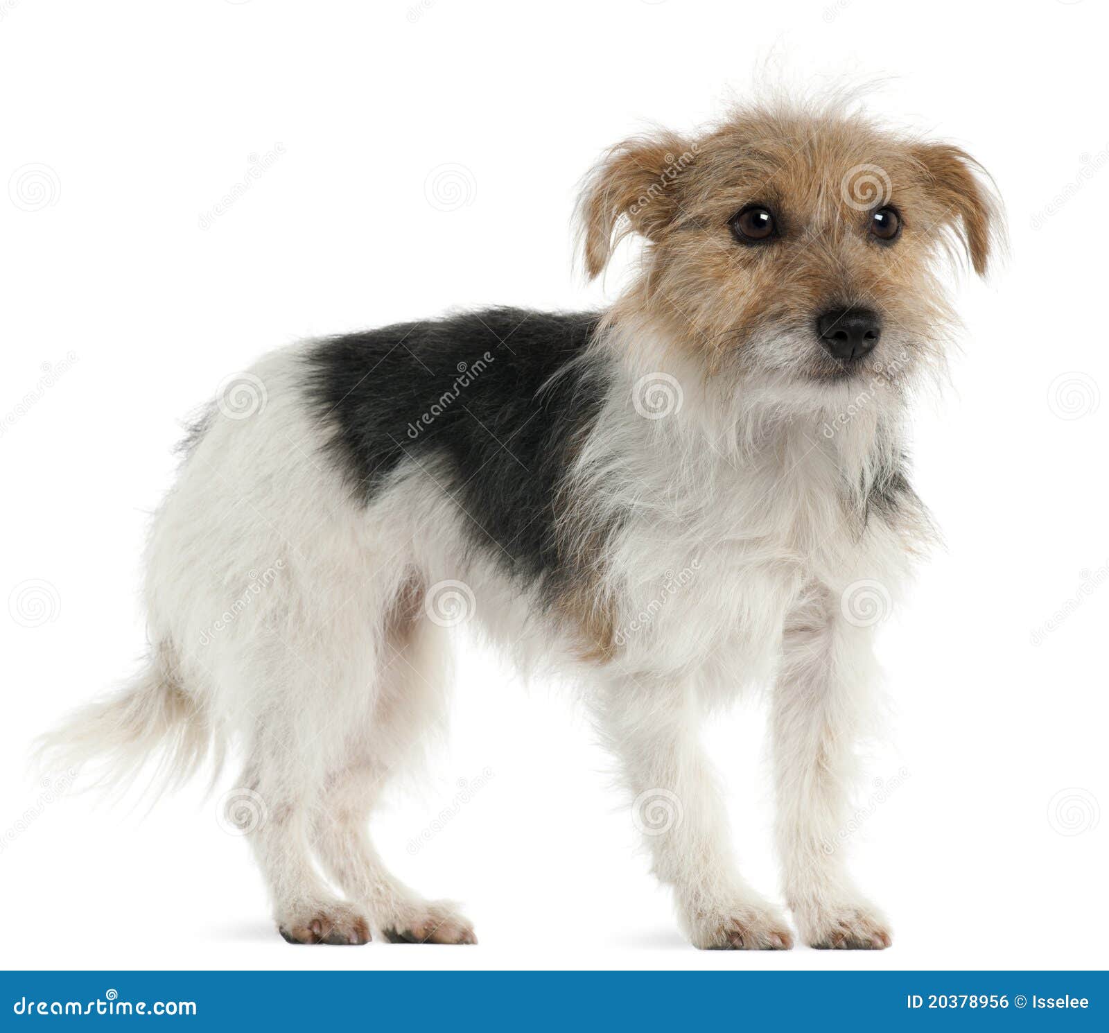 Jack Russell Terrier, 1 Year Old, Standing Stock Photo Image of russell, domestic 20378956