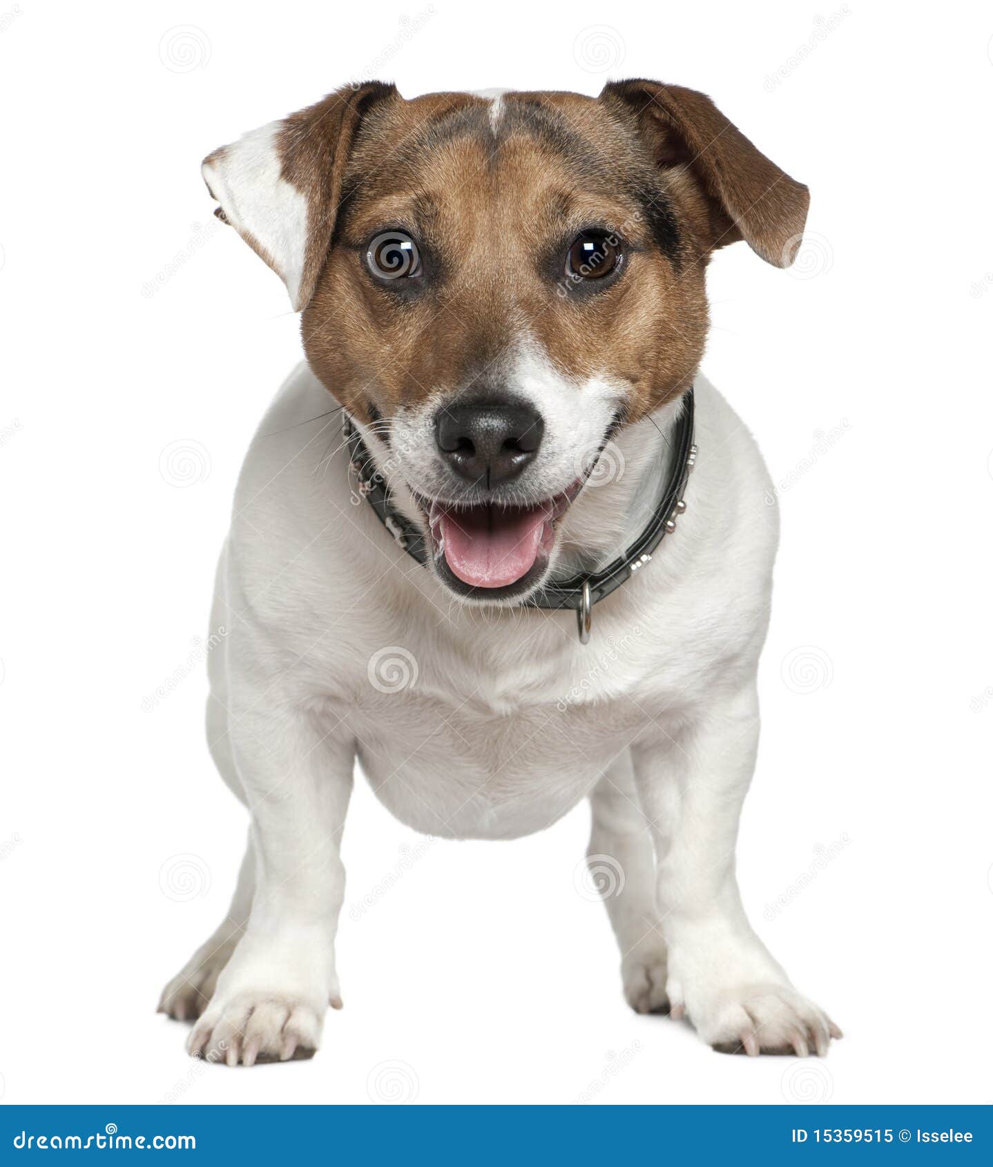 Jack Russell Terrier, 2 And A Half Years Old Stock Image Image of