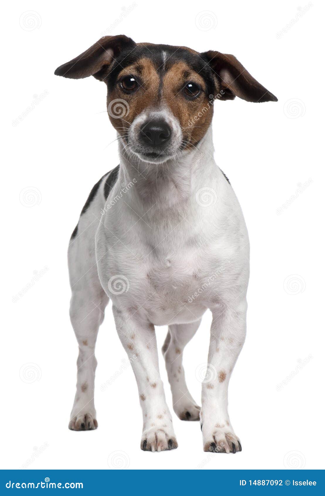 Jack Russell Terrier, 2 Years Old, Standing Stock Photo Image of