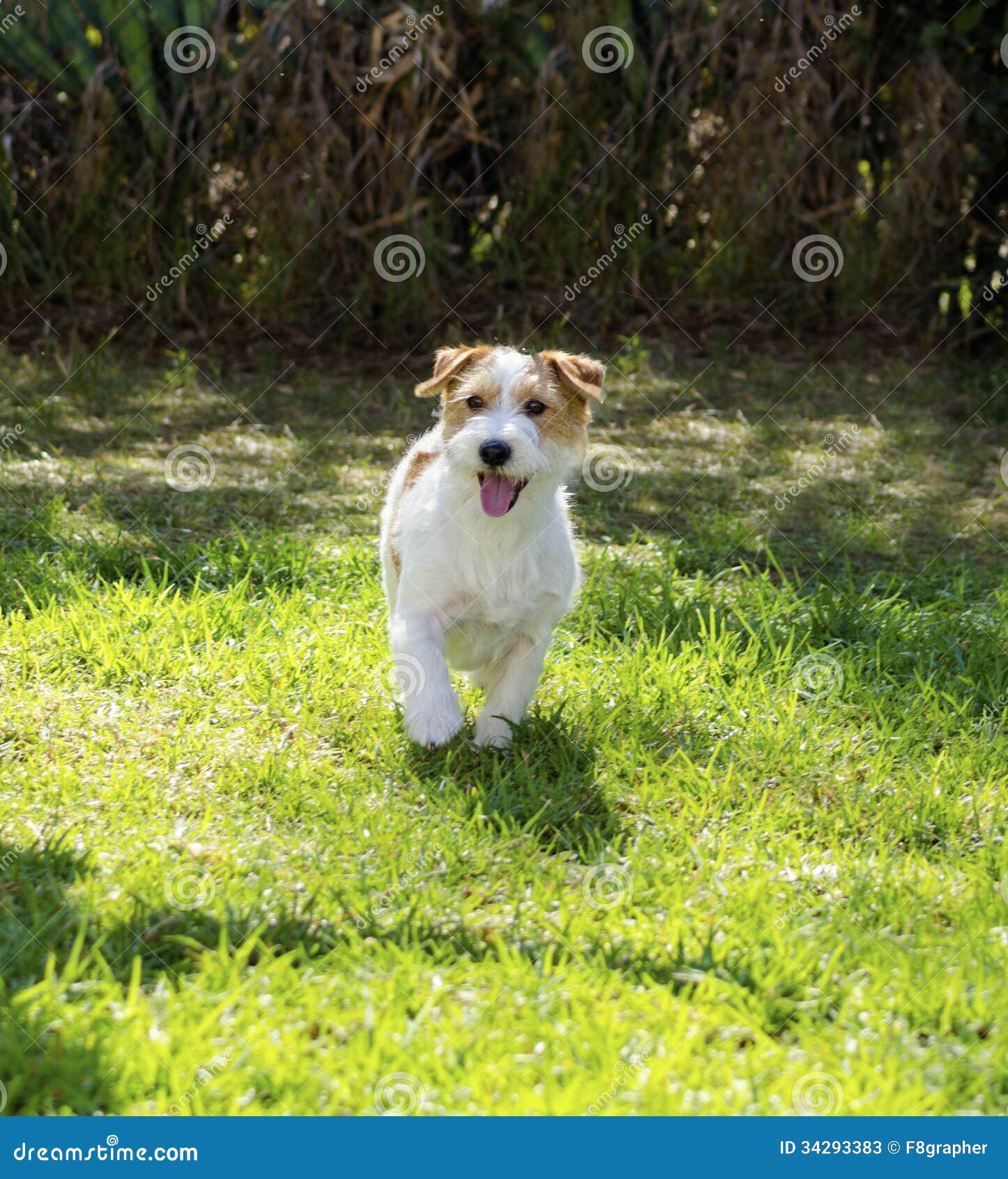 Mały biały i dębny szorstki pokryty Jack Russell Terrier psa odprowadzenie na trawie, patrzeje bardzo szczęśliwy. Ja zna dla być ufny i przegląda życie jako wielka przygoda, wysoce wierny i inteligentny.